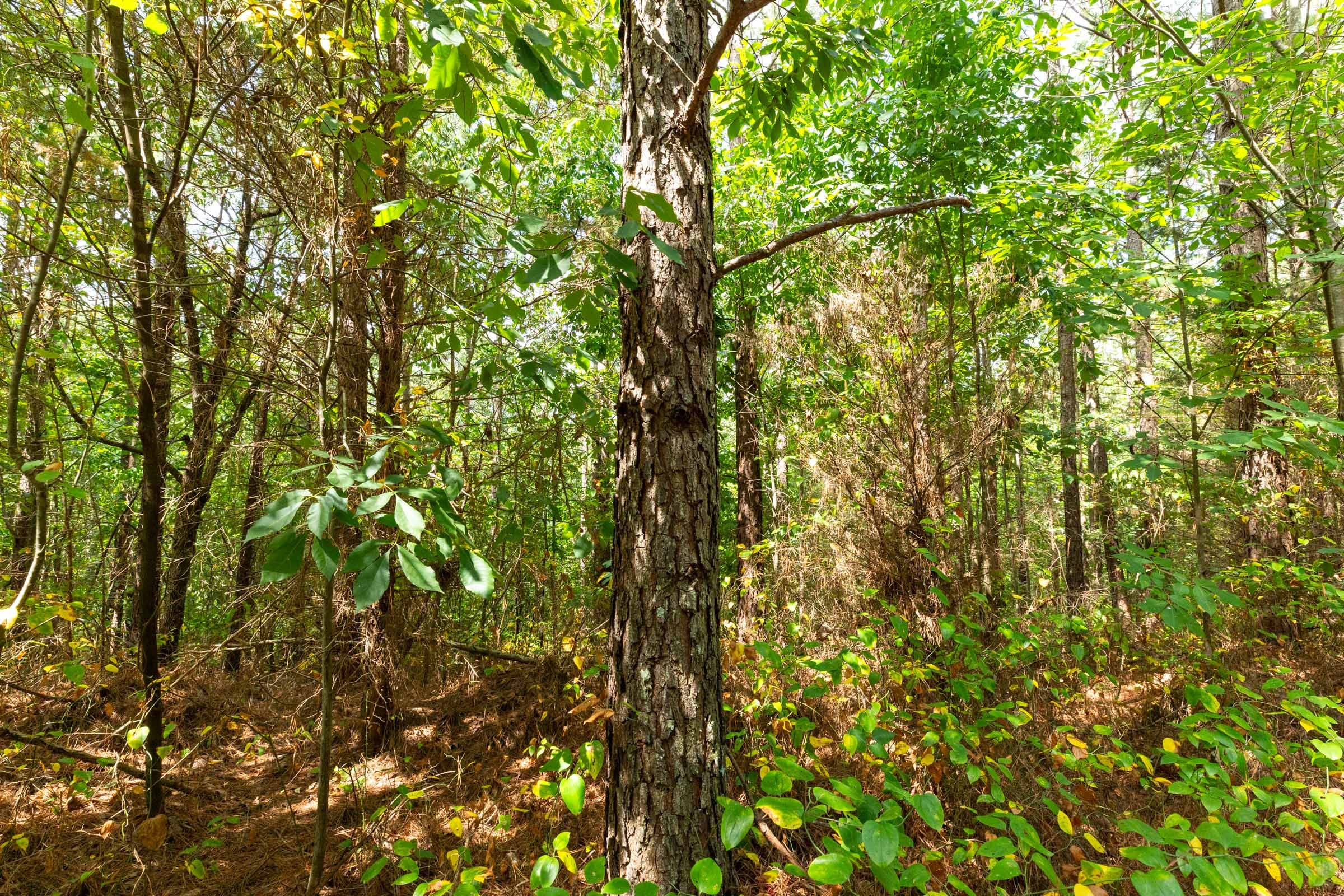 Harvest Ridge Tract 7 photo 4