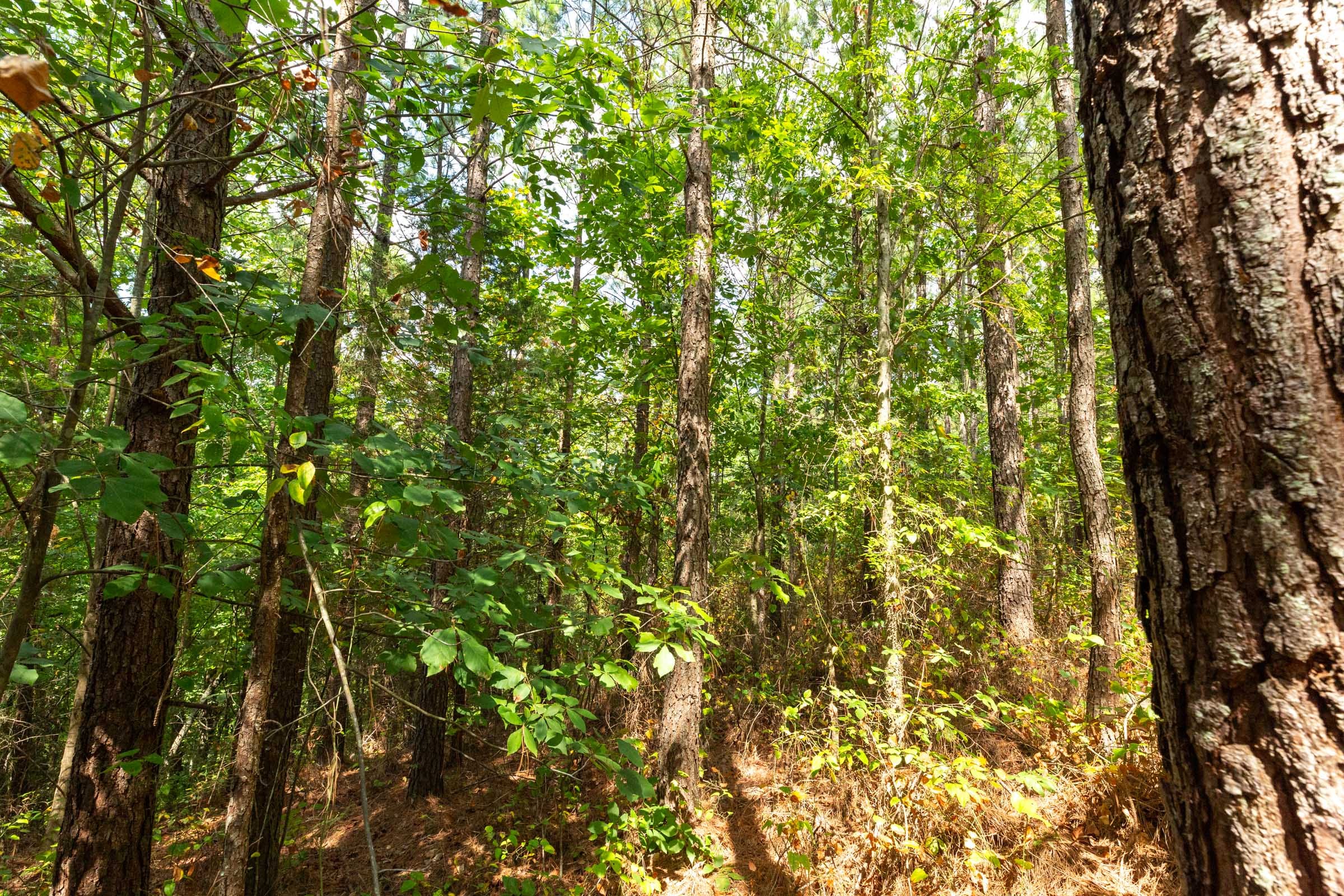 Harvest Ridge Tract 7 photo 6