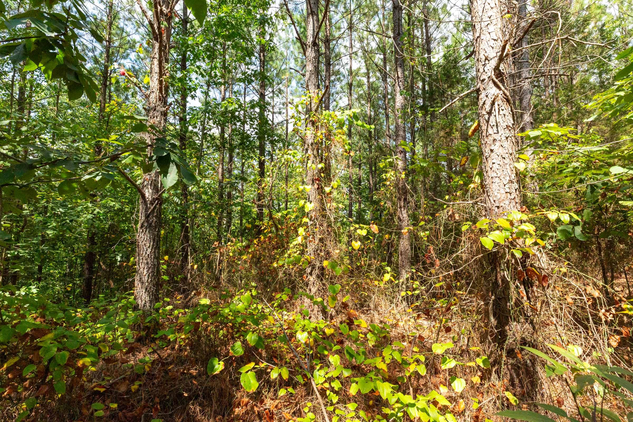 Harvest Ridge Tract 7 photo 8