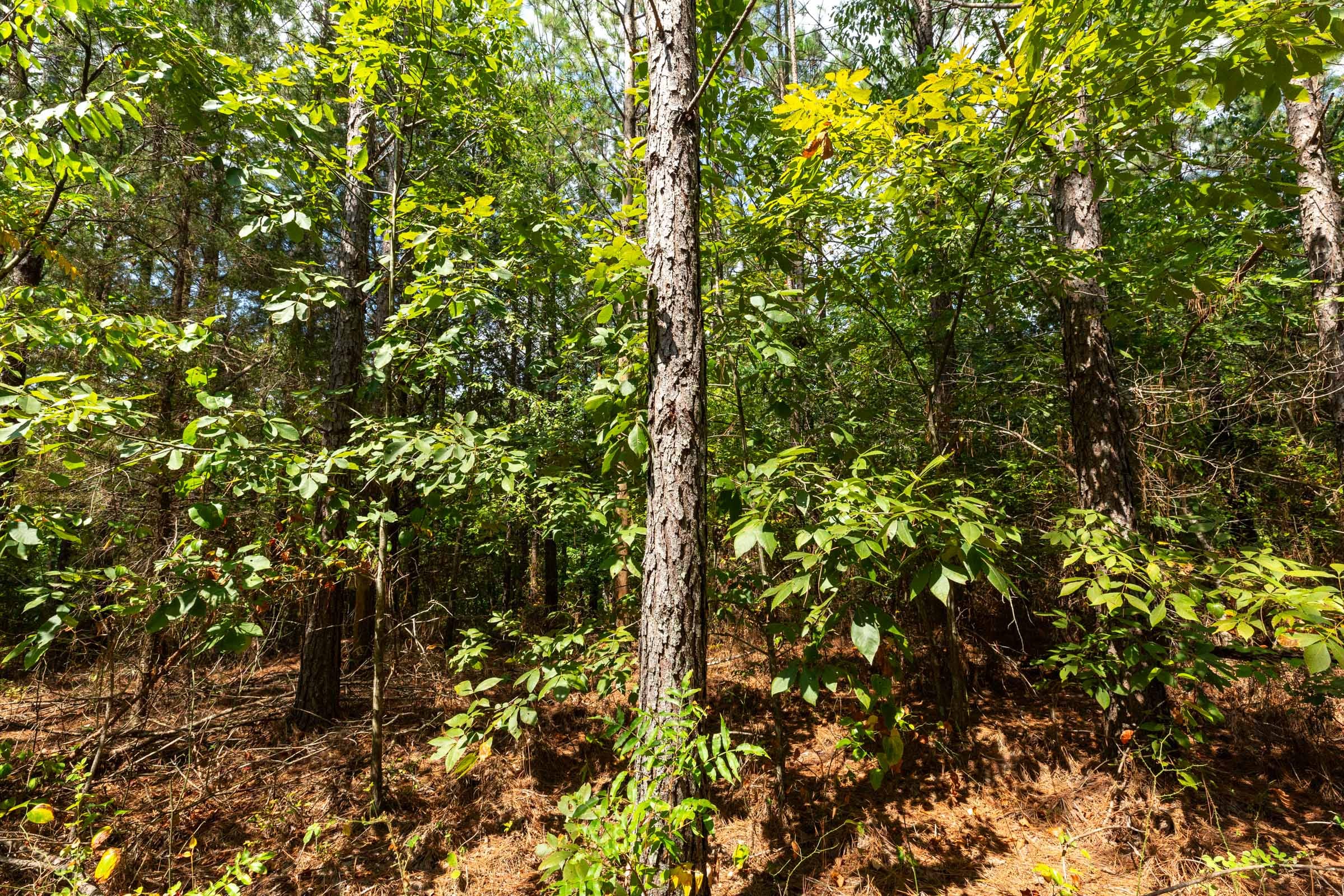 Harvest Ridge Tract 7 photo 12