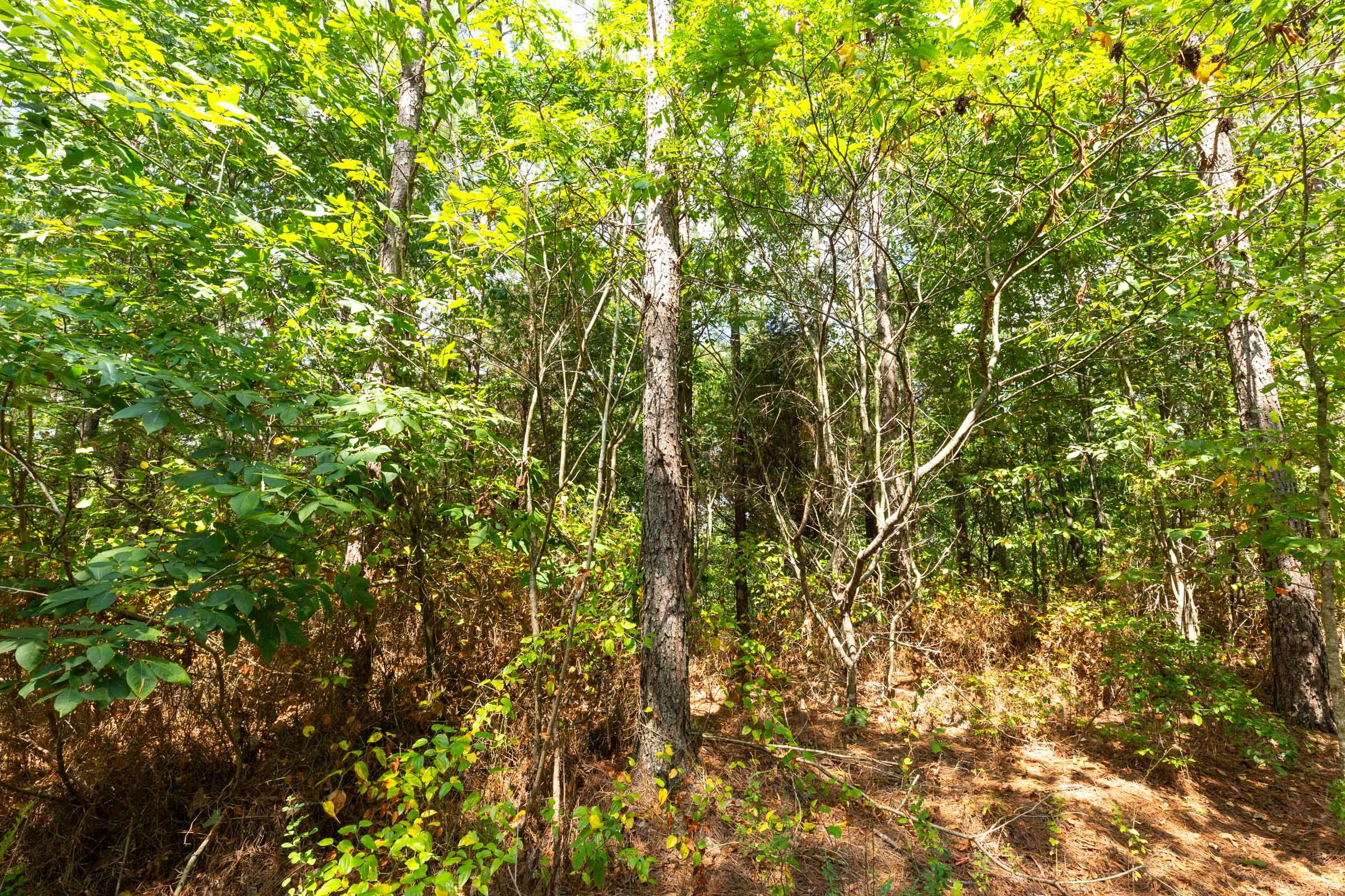 Harvest Ridge Tract 7 photo 11