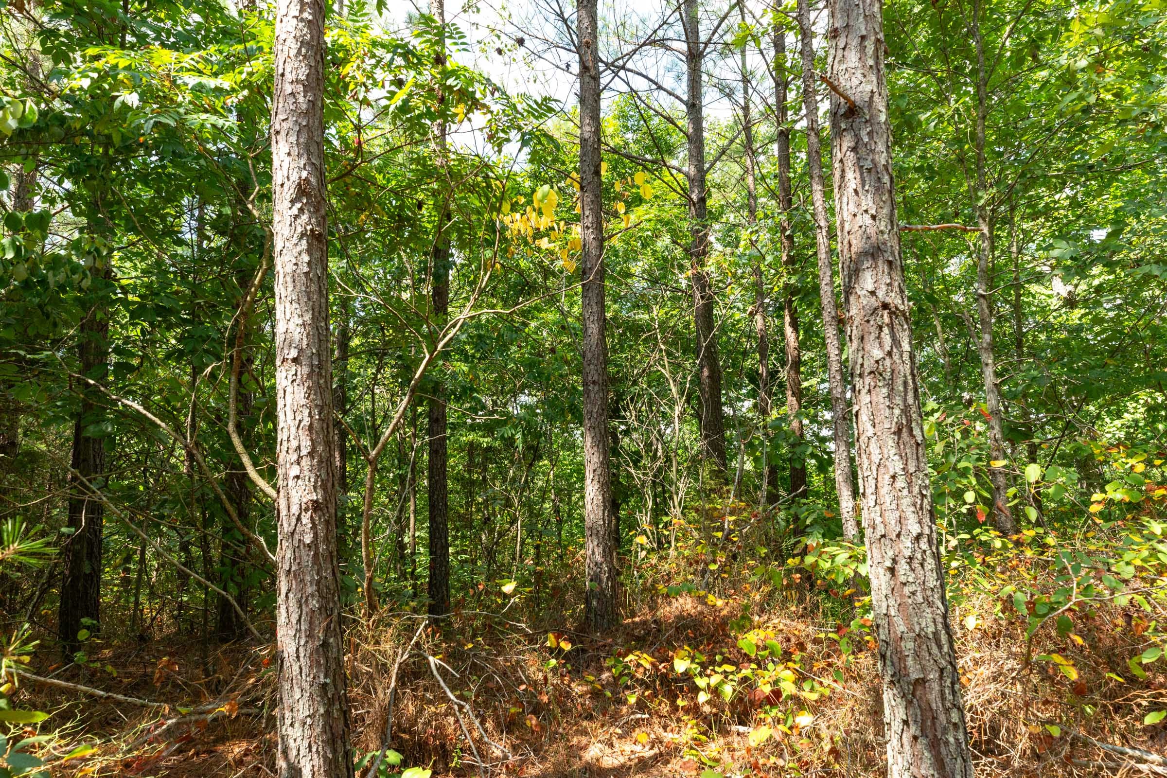 Harvest Ridge Tract 7 photo 5