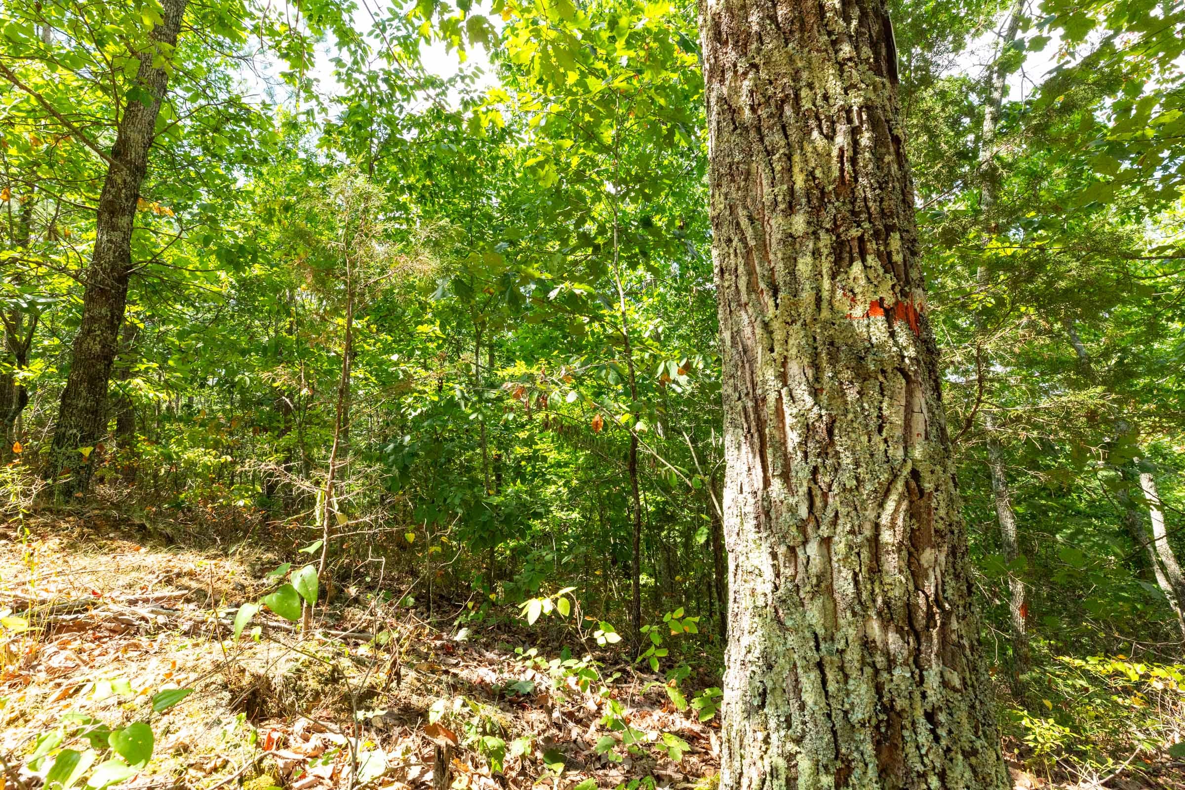 Harvest Ridge Tract 7 photo 10
