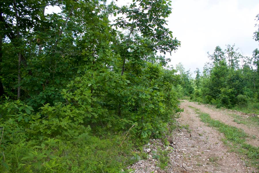Thunder Mountain Ranch Tract 56 photo 2
