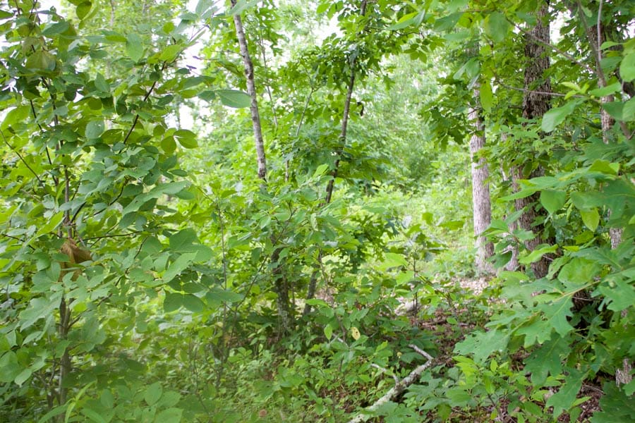 Thunder Mountain Ranch Tract 56 photo 3