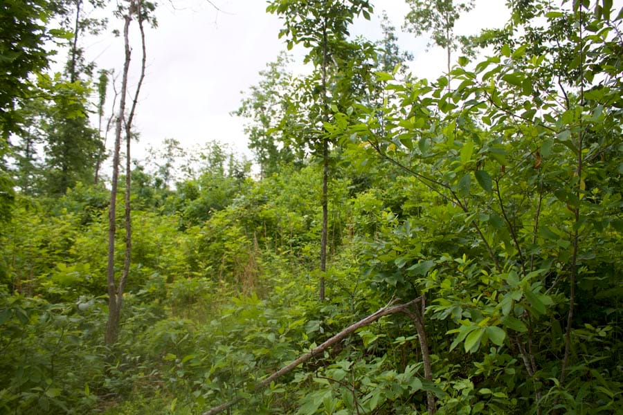 Thunder Mountain Ranch Tract 56 photo 4