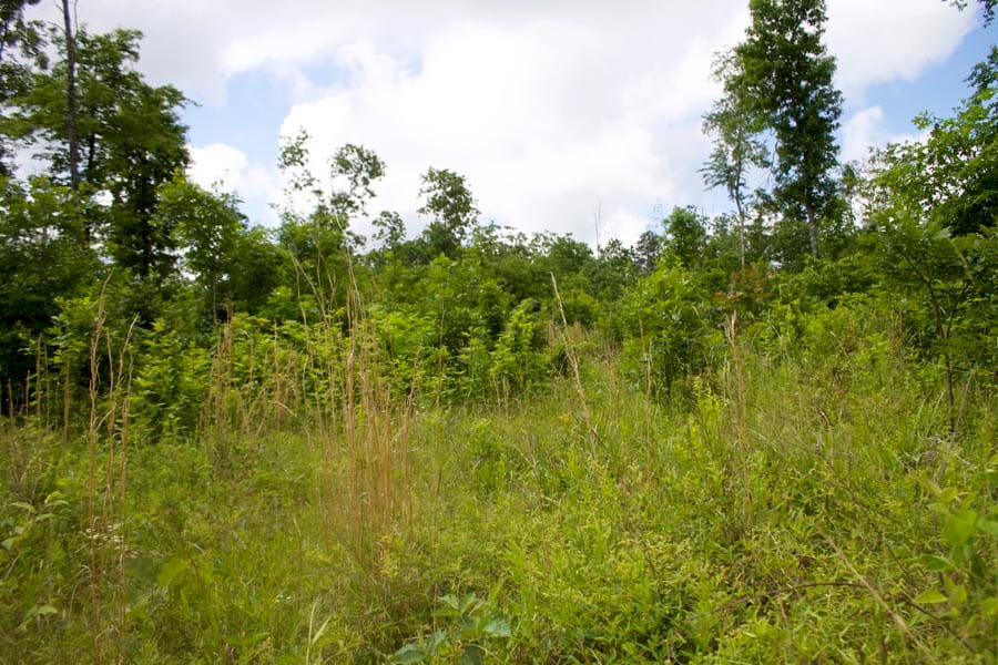 Thunder Mountain Ranch Tract 56 photo 1