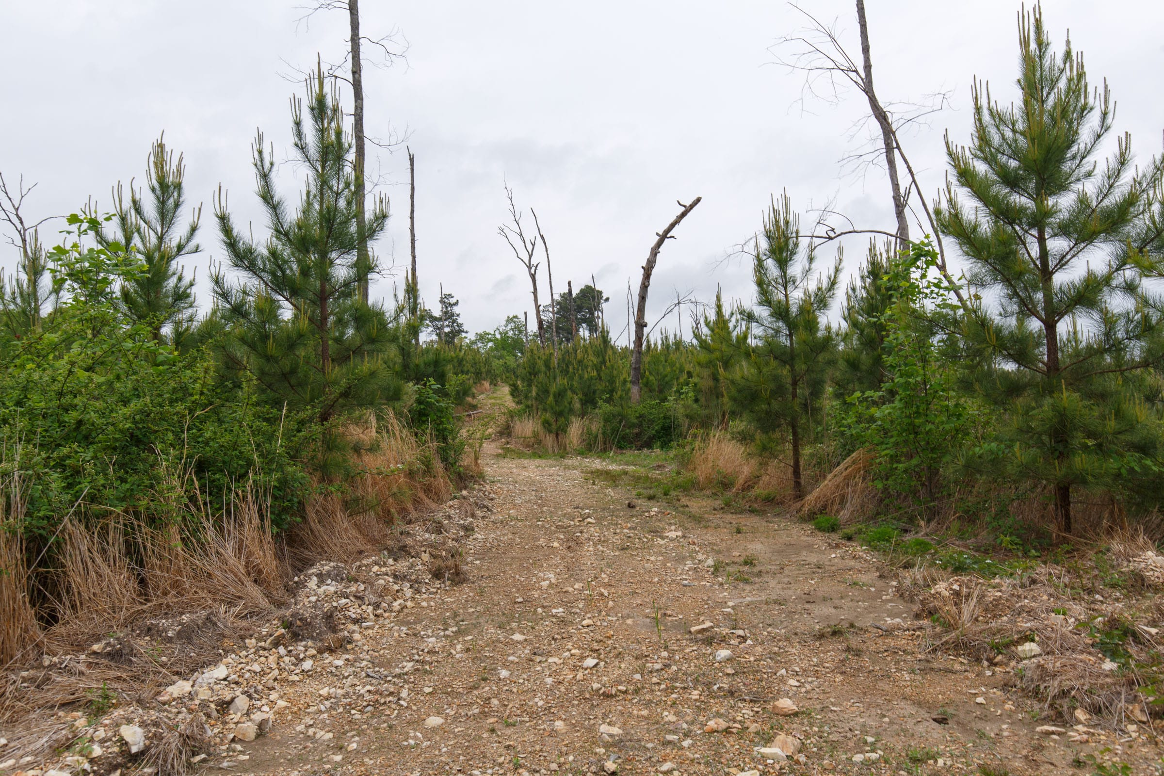 Red Barn Ranch Tract 37 photo 2