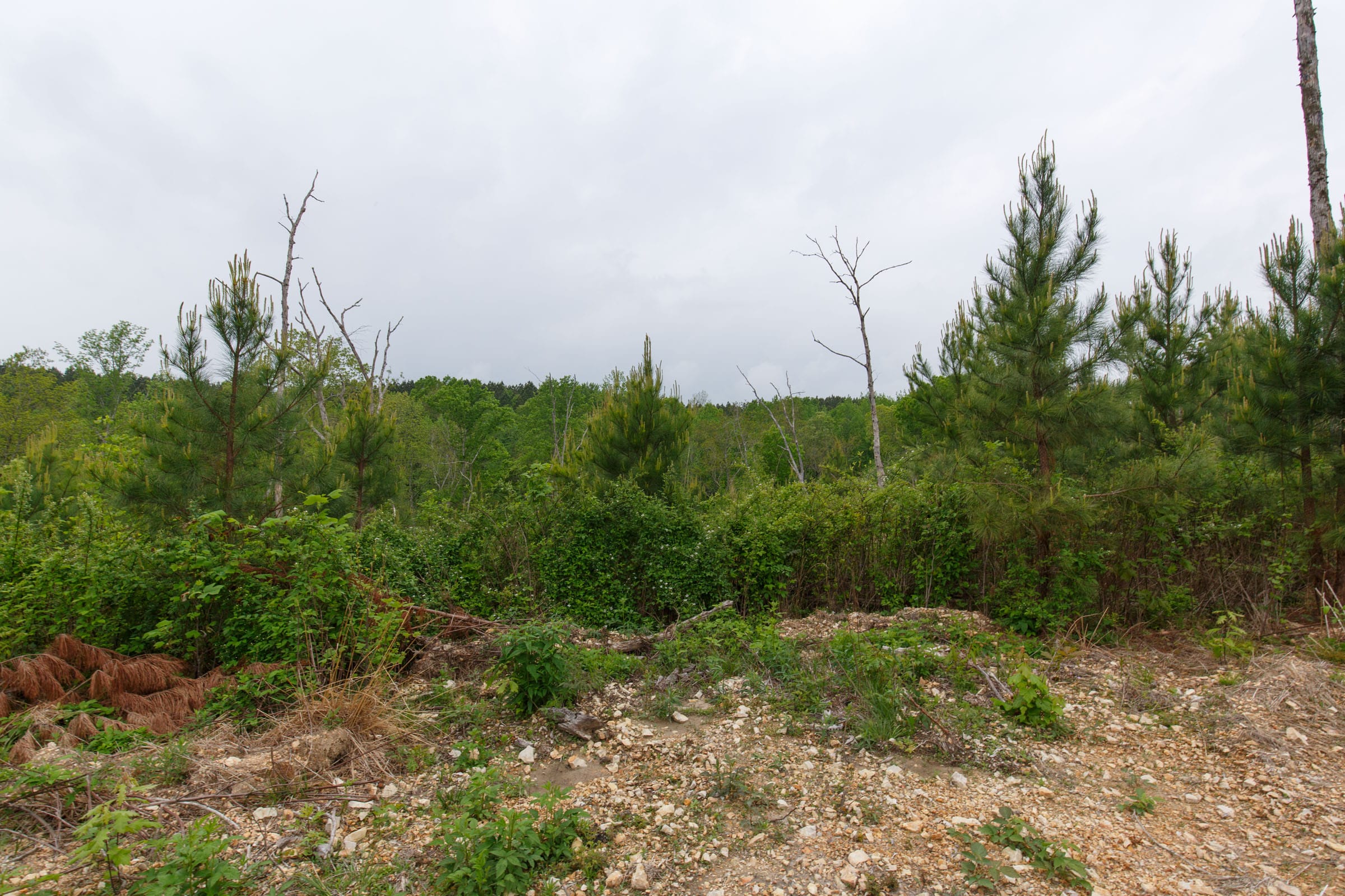 Red Barn Ranch Tract 37 photo 6
