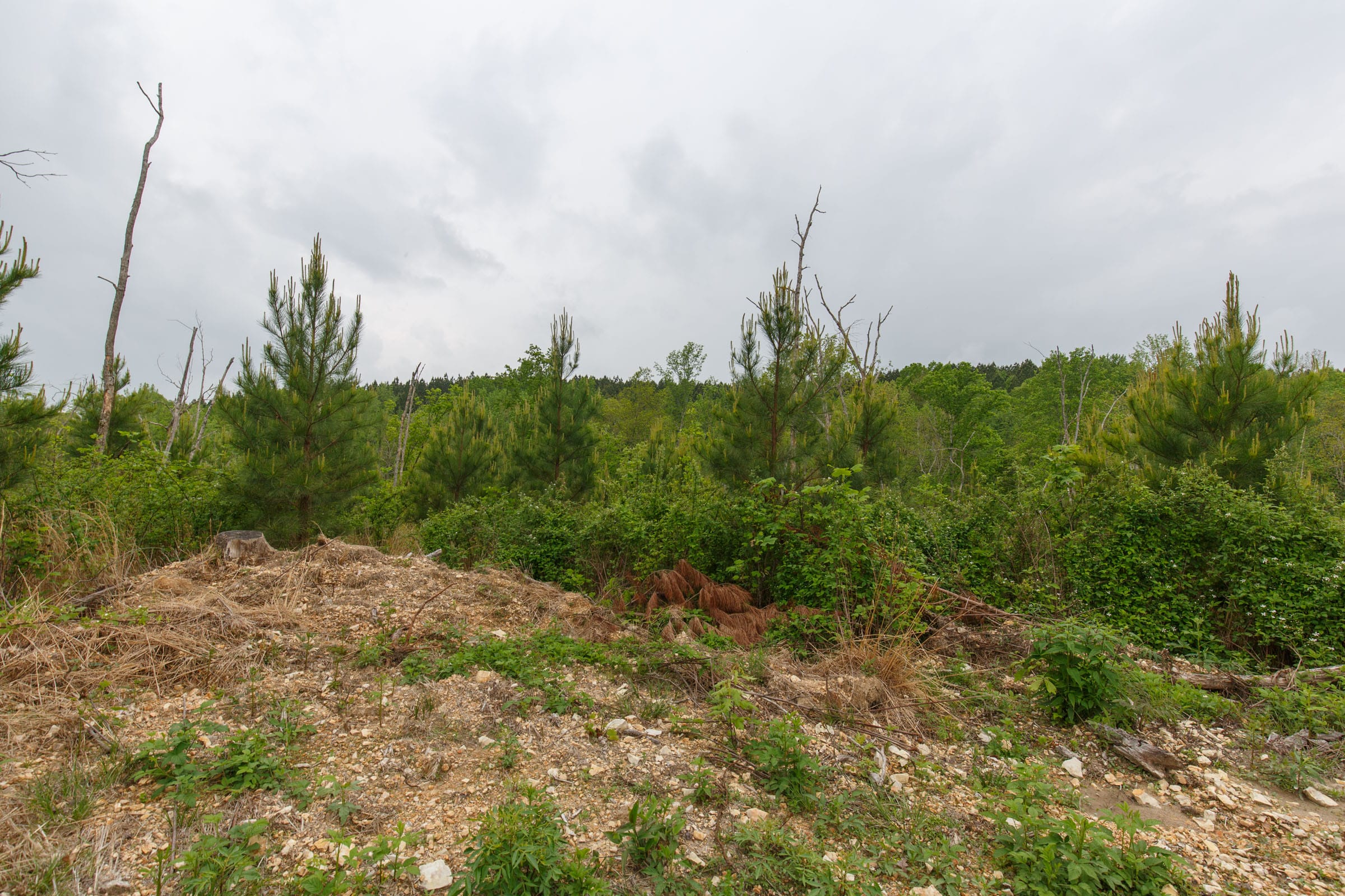 Red Barn Ranch Tract 37 photo 7