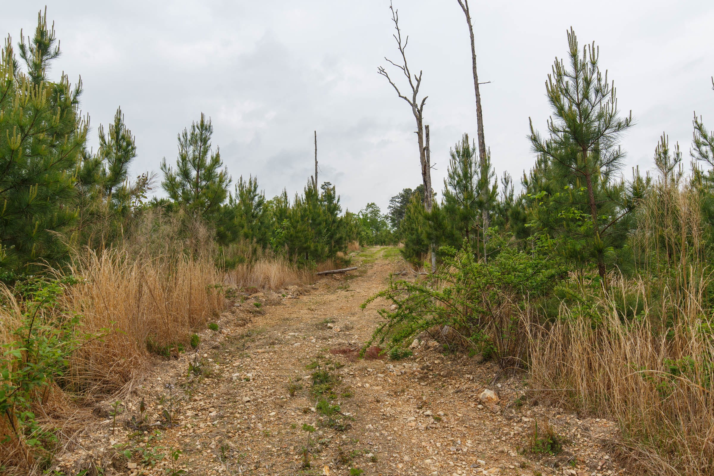 Red Barn Ranch Tract 37 photo 8