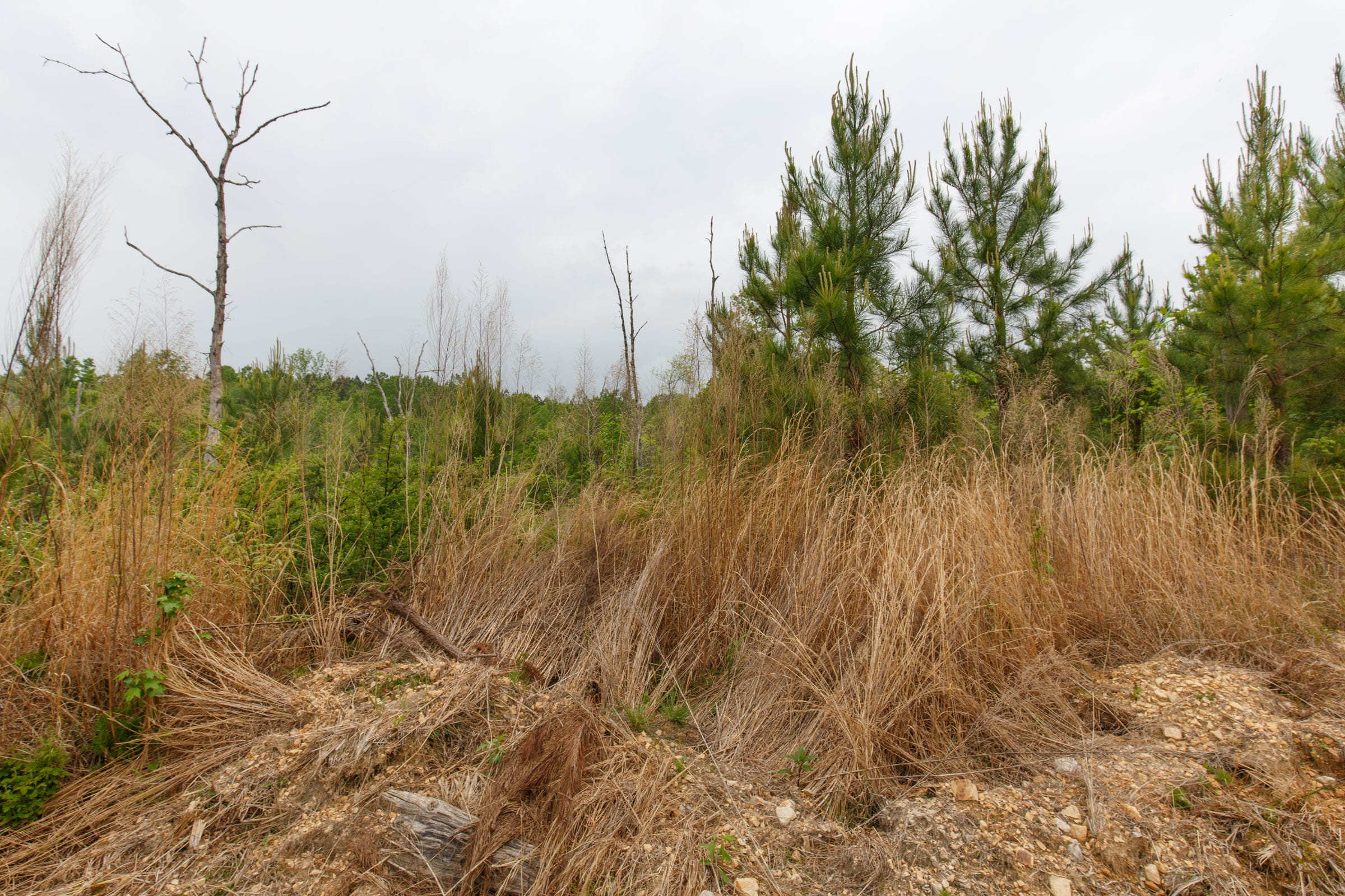 Red Barn Ranch Tract 37 photo 9