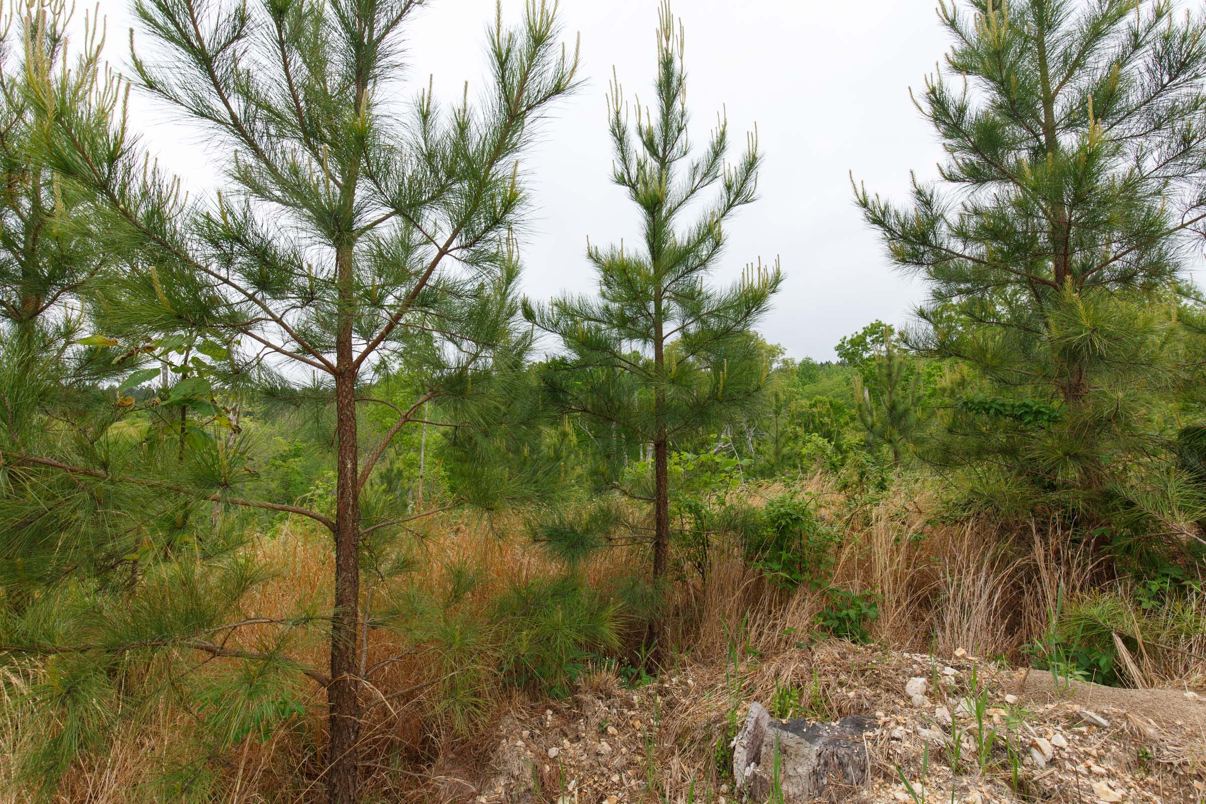 Red Barn Ranch Tract 37 photo 13