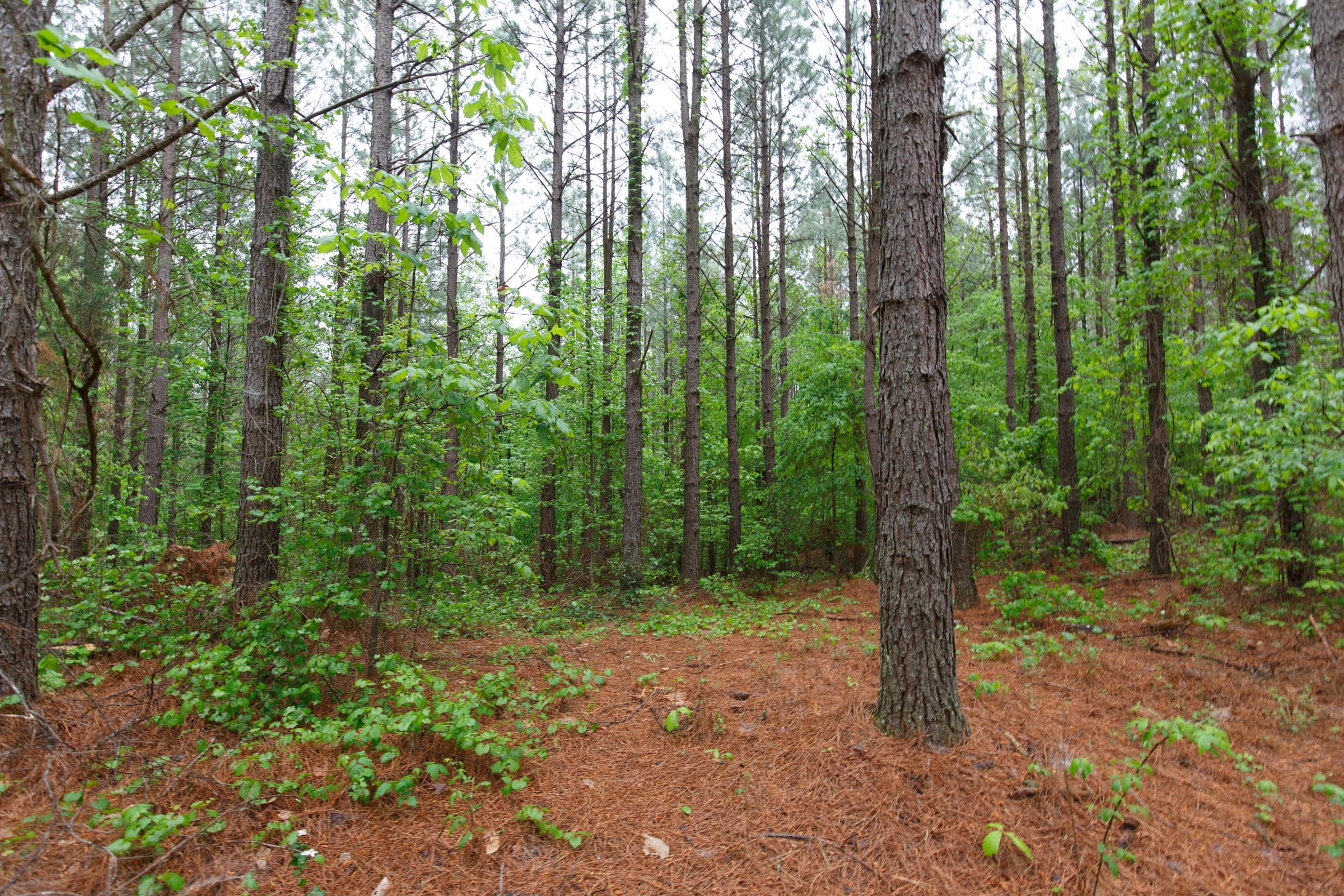 Red Barn Ranch Tract 37 photo 3