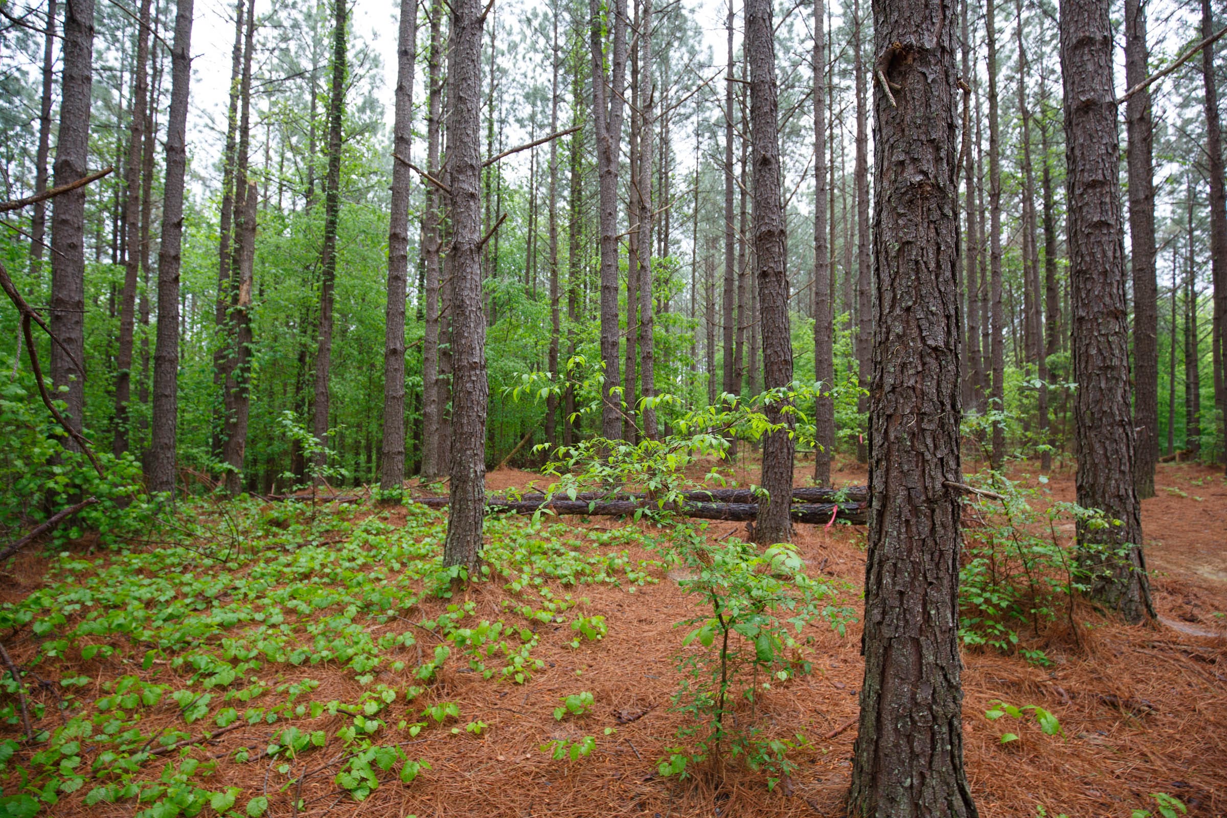 Red Barn Ranch Tract 37 photo 15
