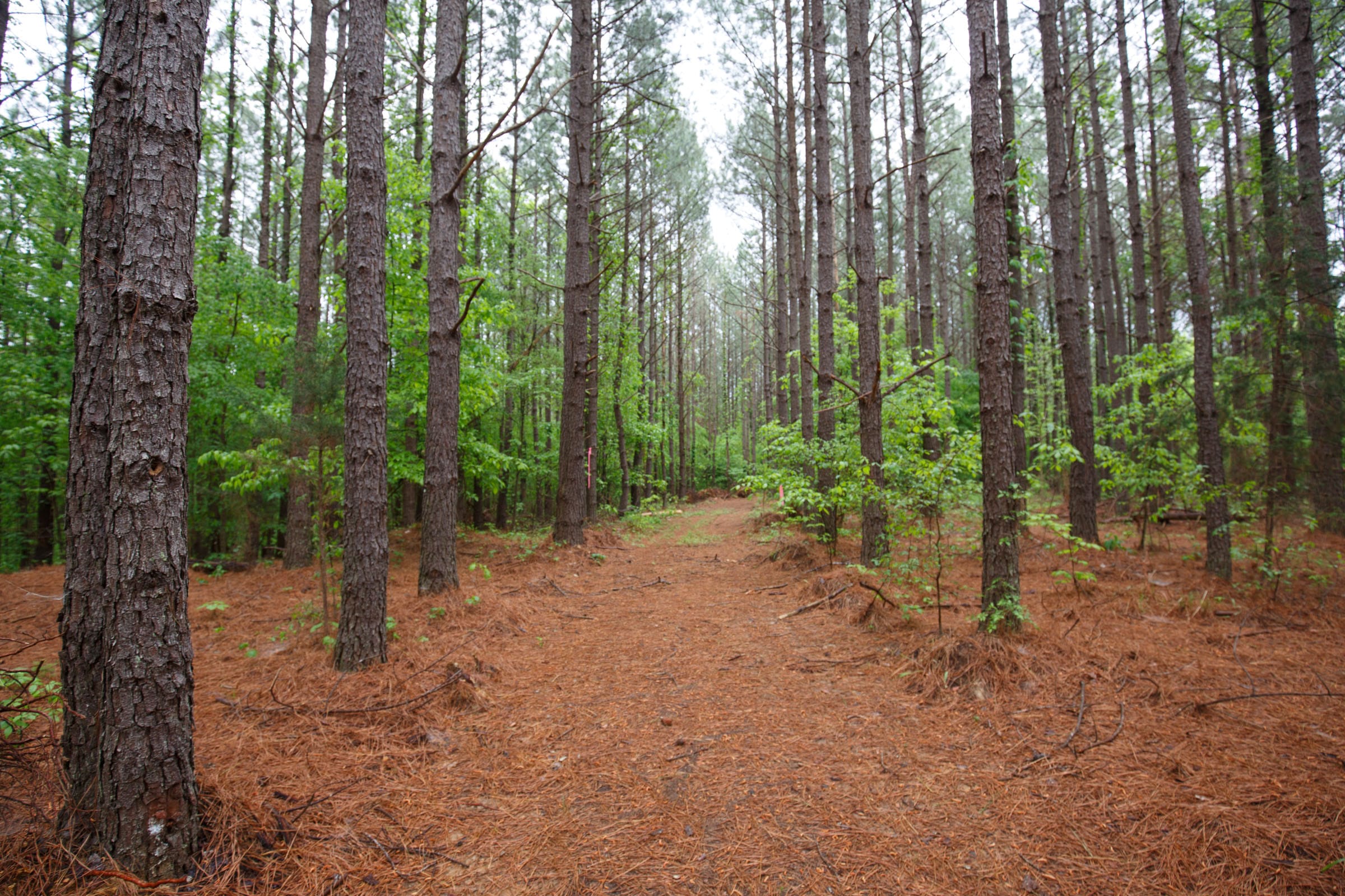 Red Barn Ranch Tract 37 photo 5