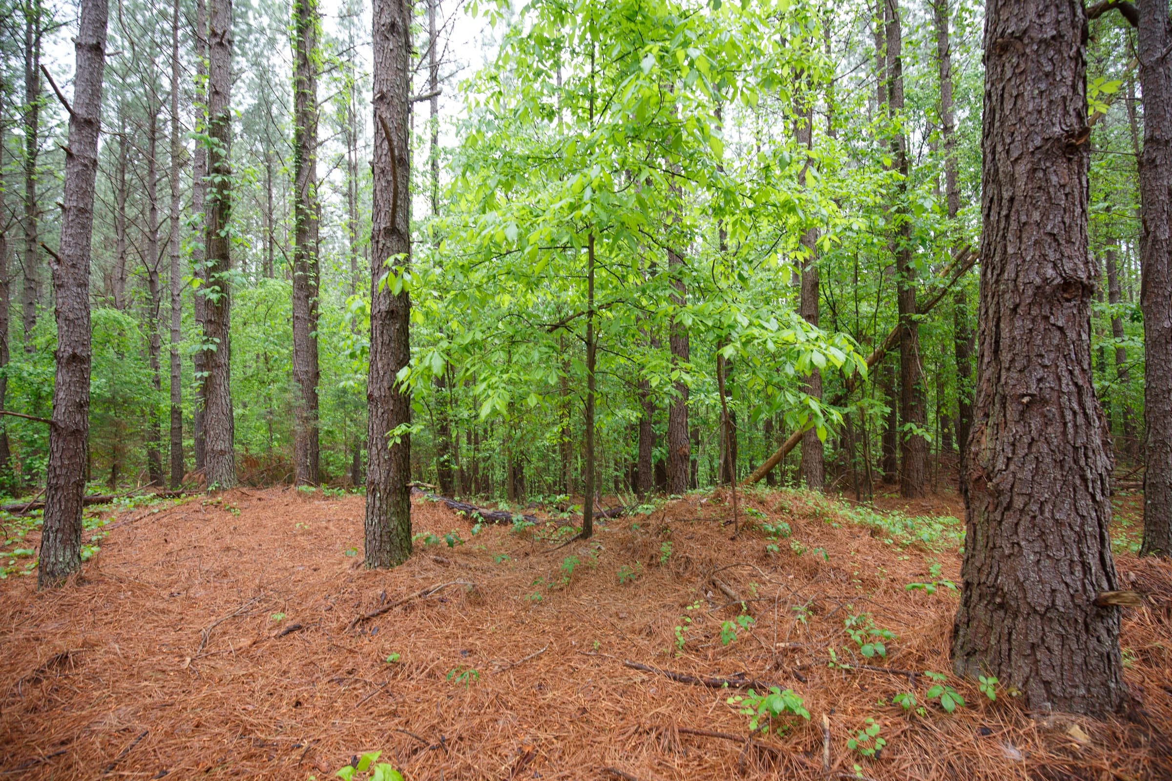 Red Barn Ranch Tract 37 photo 16