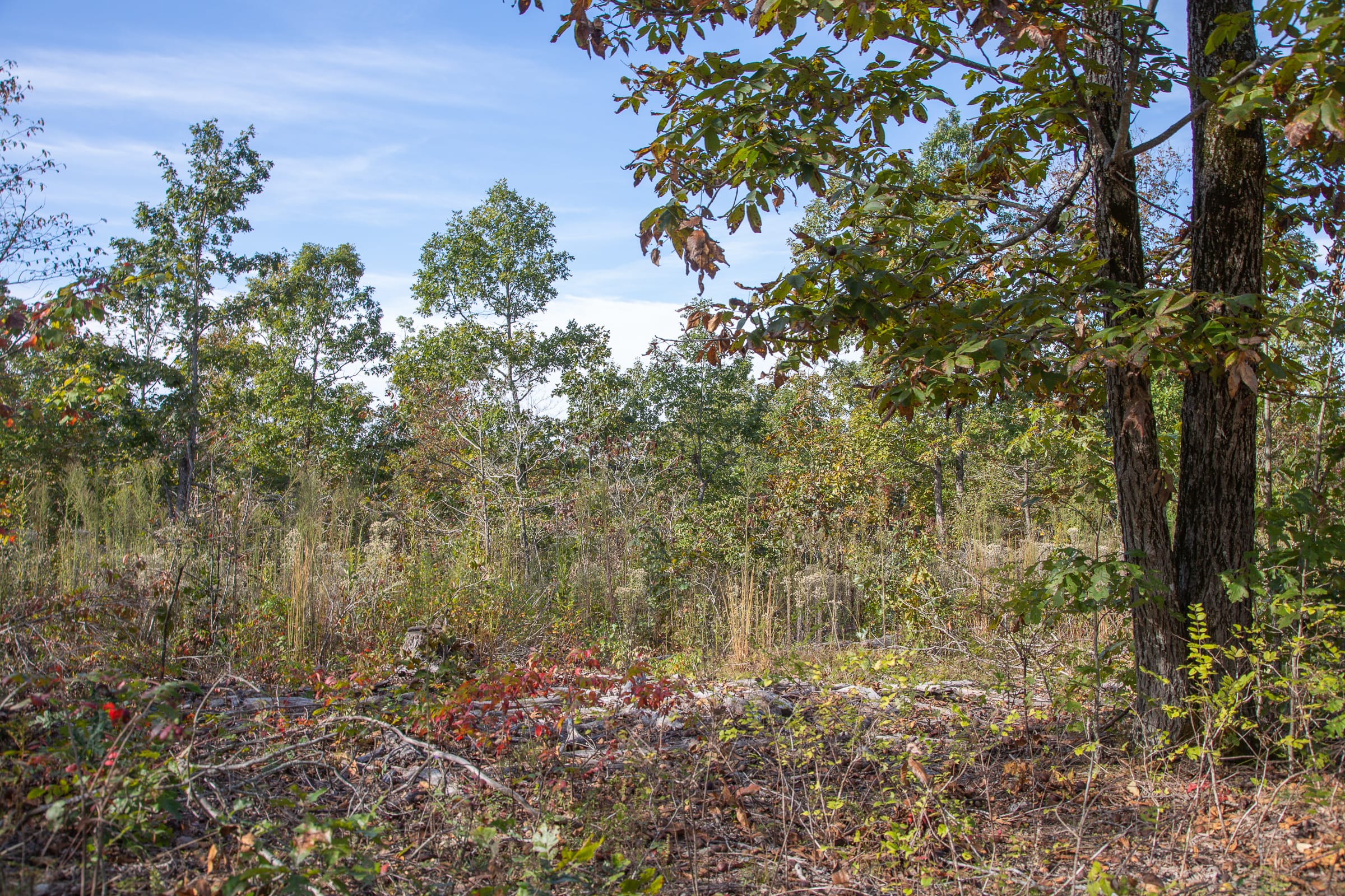 Borgmann’s Hollow Phase IV Tract 127 photo 3