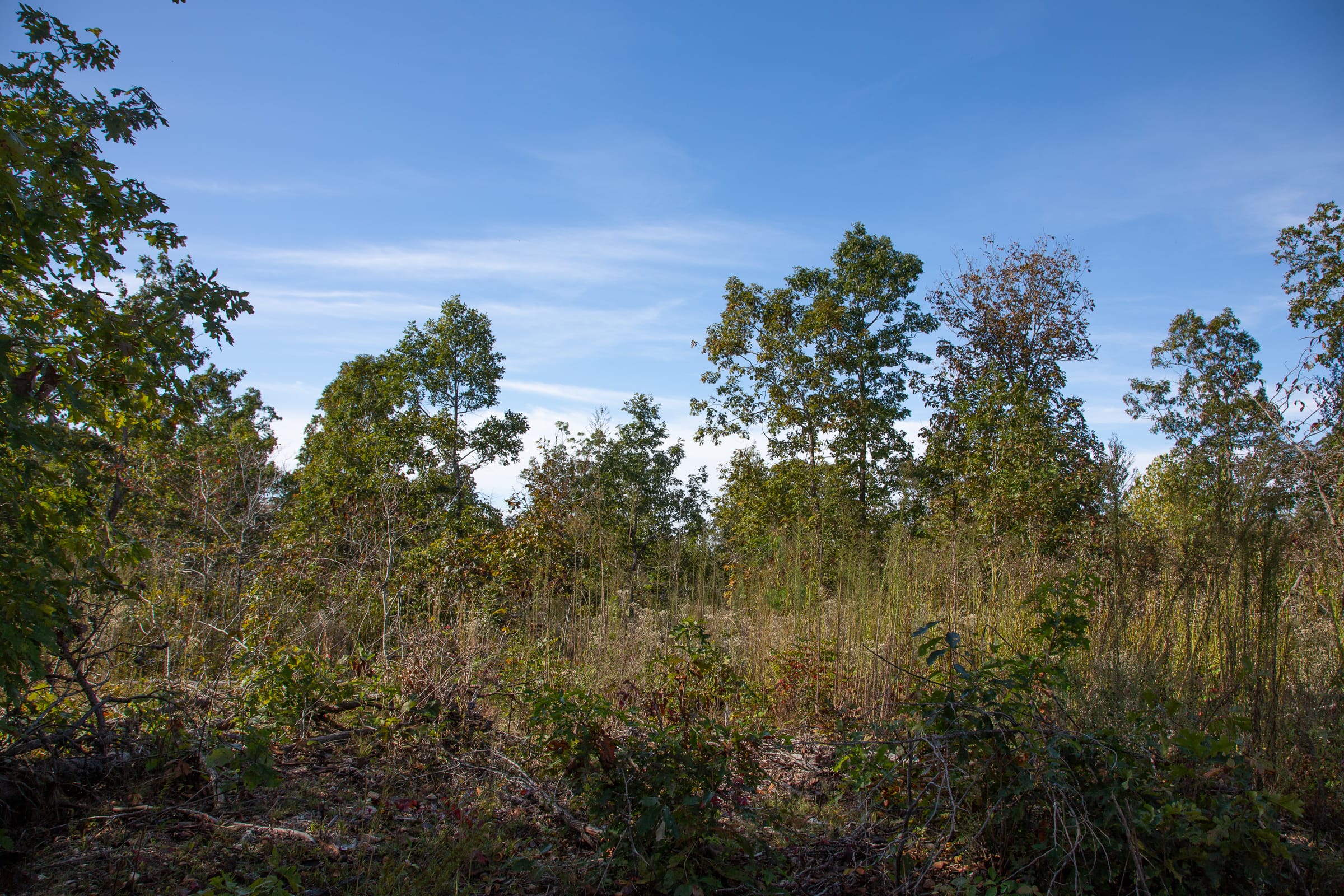 Borgmann’s Hollow Phase IV Tract 127 photo 4