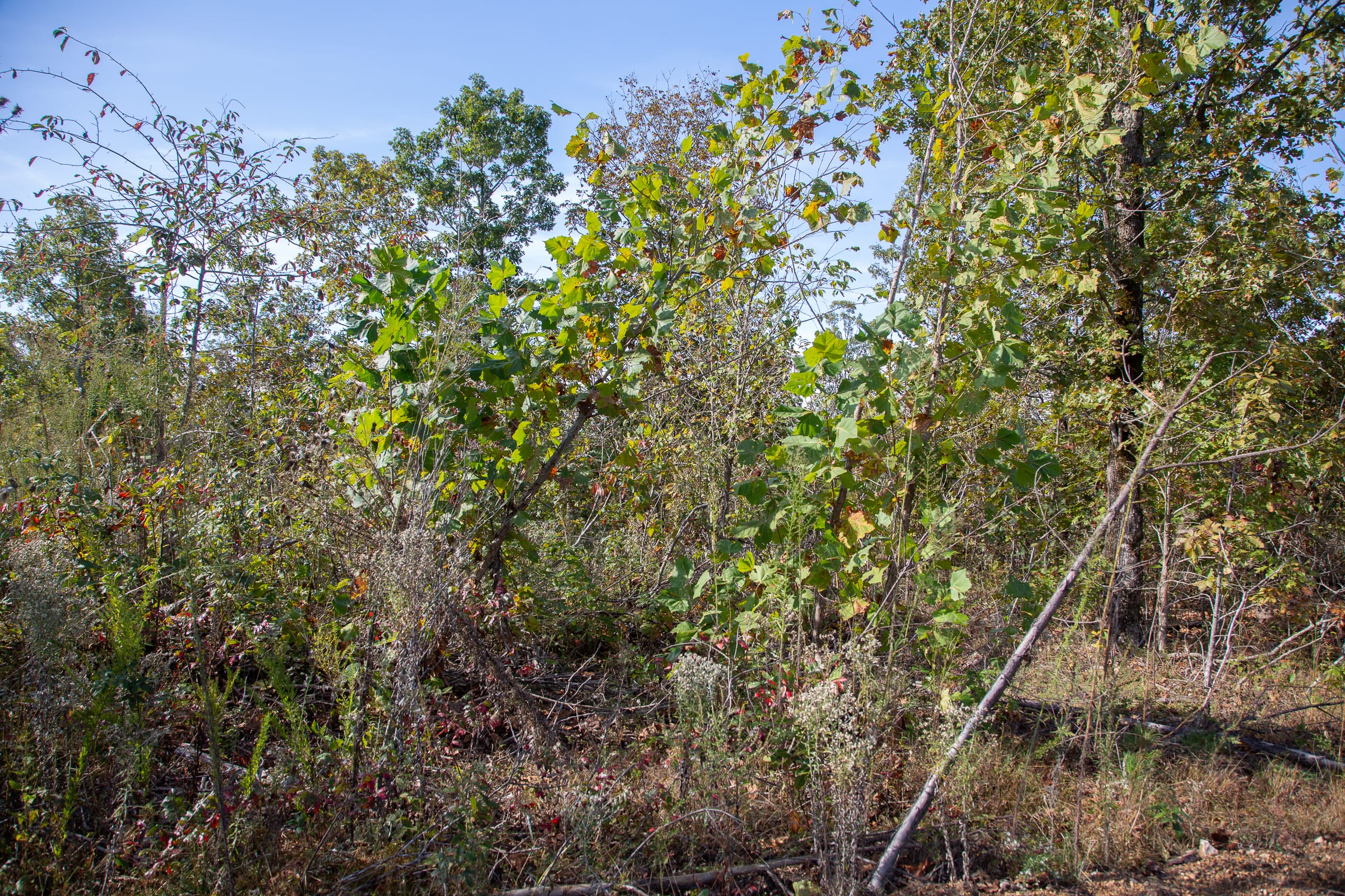 Borgmann’s Hollow Phase IV Tract 127 photo 5