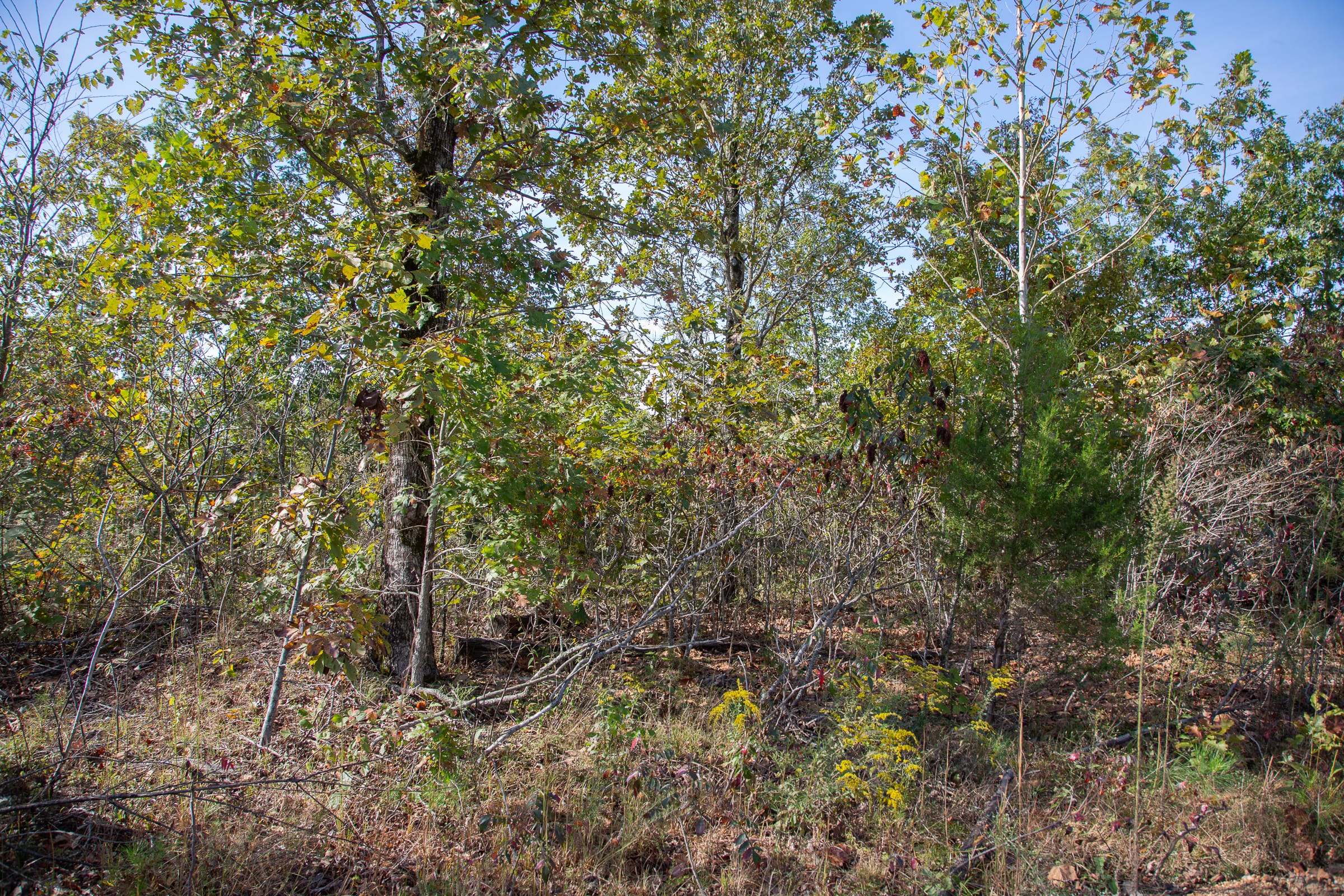 Borgmann’s Hollow Phase IV Tract 127 photo 6