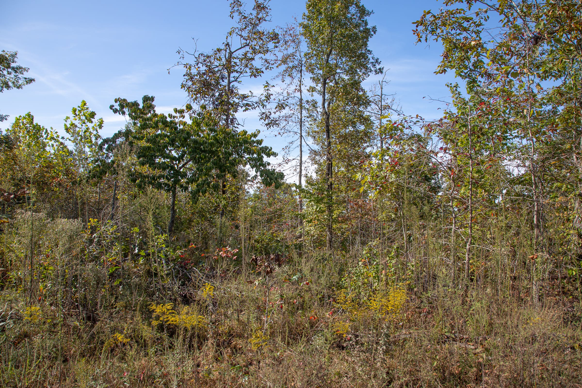 Borgmann’s Hollow Phase IV Tract 127 photo 7