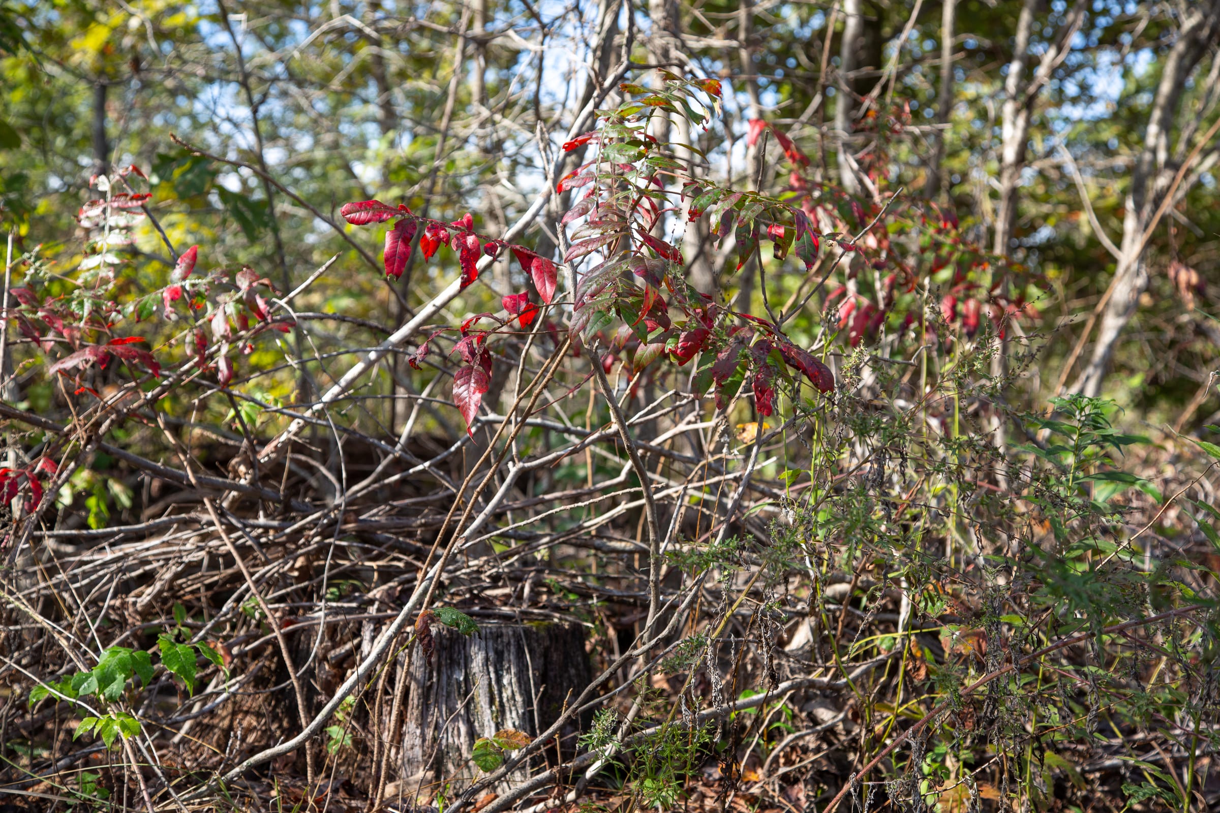 Borgmann’s Hollow Phase IV Tract 127 photo 10
