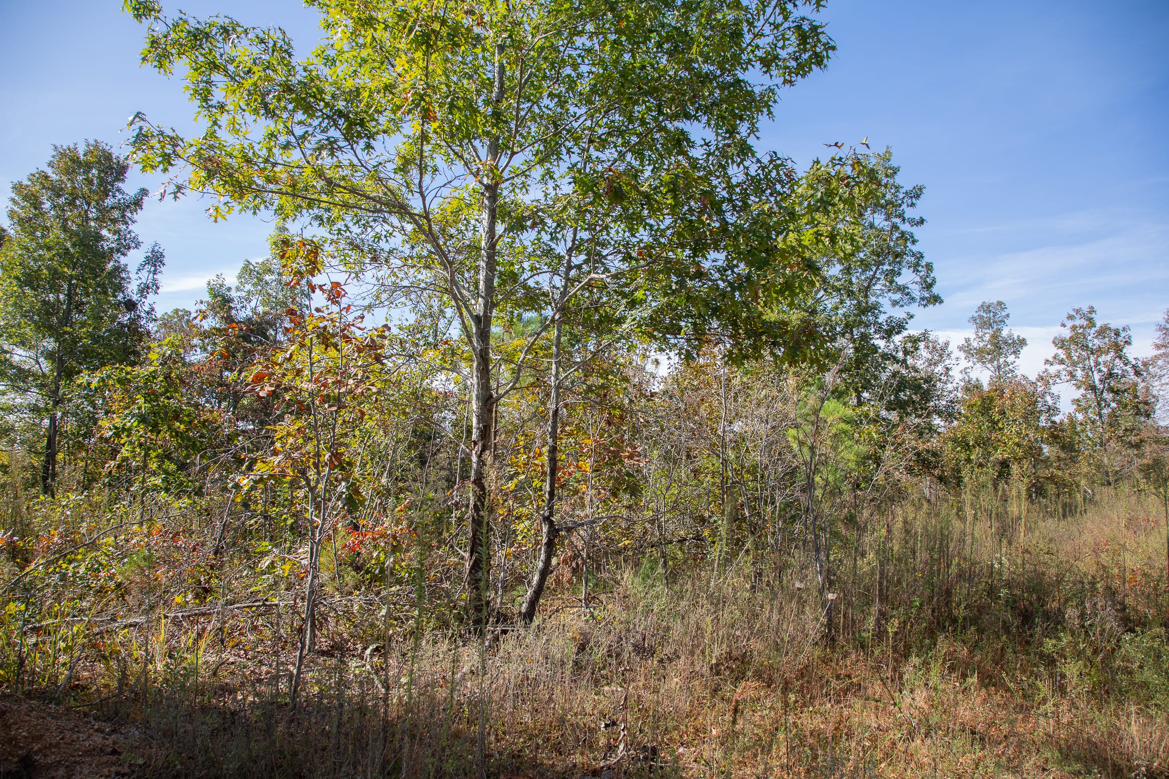 Borgmann’s Hollow Phase IV Tract 127 photo 12