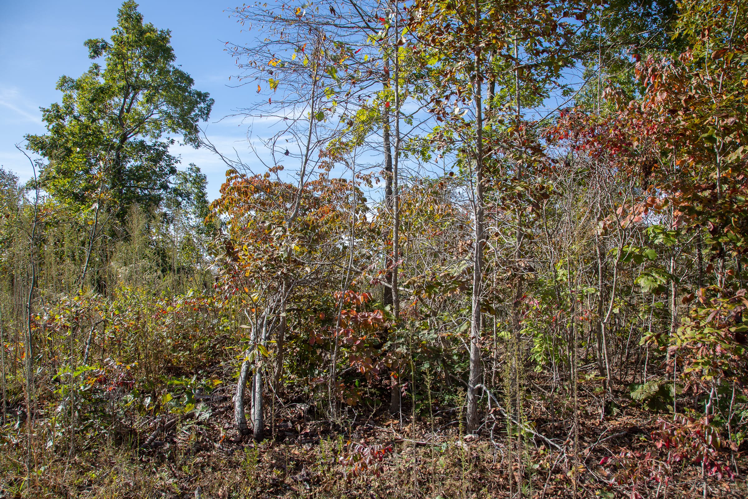 Borgmann’s Hollow Phase IV Tract 127 photo 13