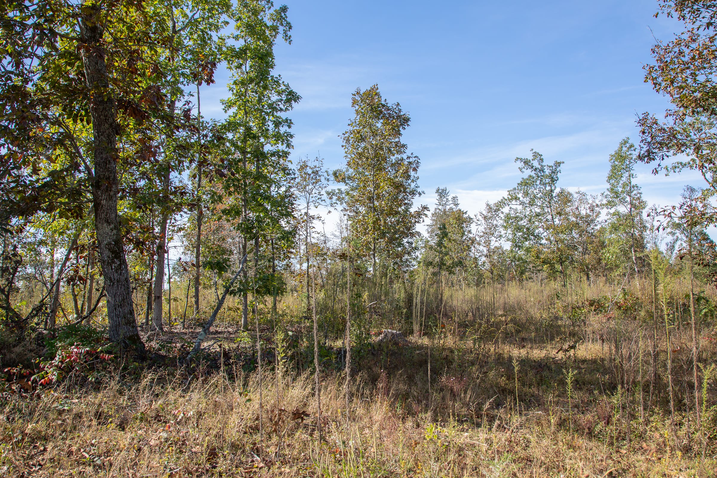 Borgmann’s Hollow Phase IV Tract 127 photo 15