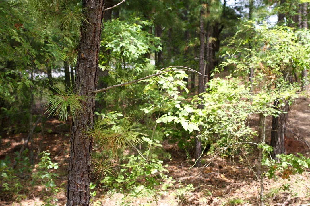 Lakeview Private Reserve Tract 2 photo 17