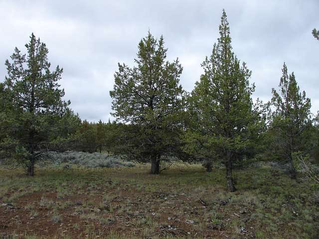 Modoc County Tract 40 photo 9
