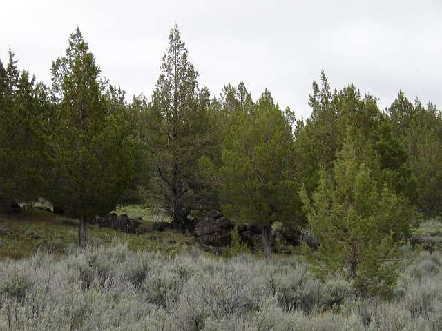 Modoc County Tract 40 photo 10