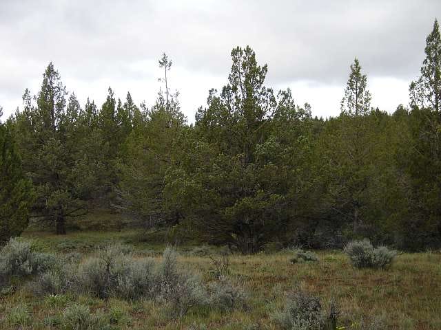 Modoc County Tract 40 photo 11