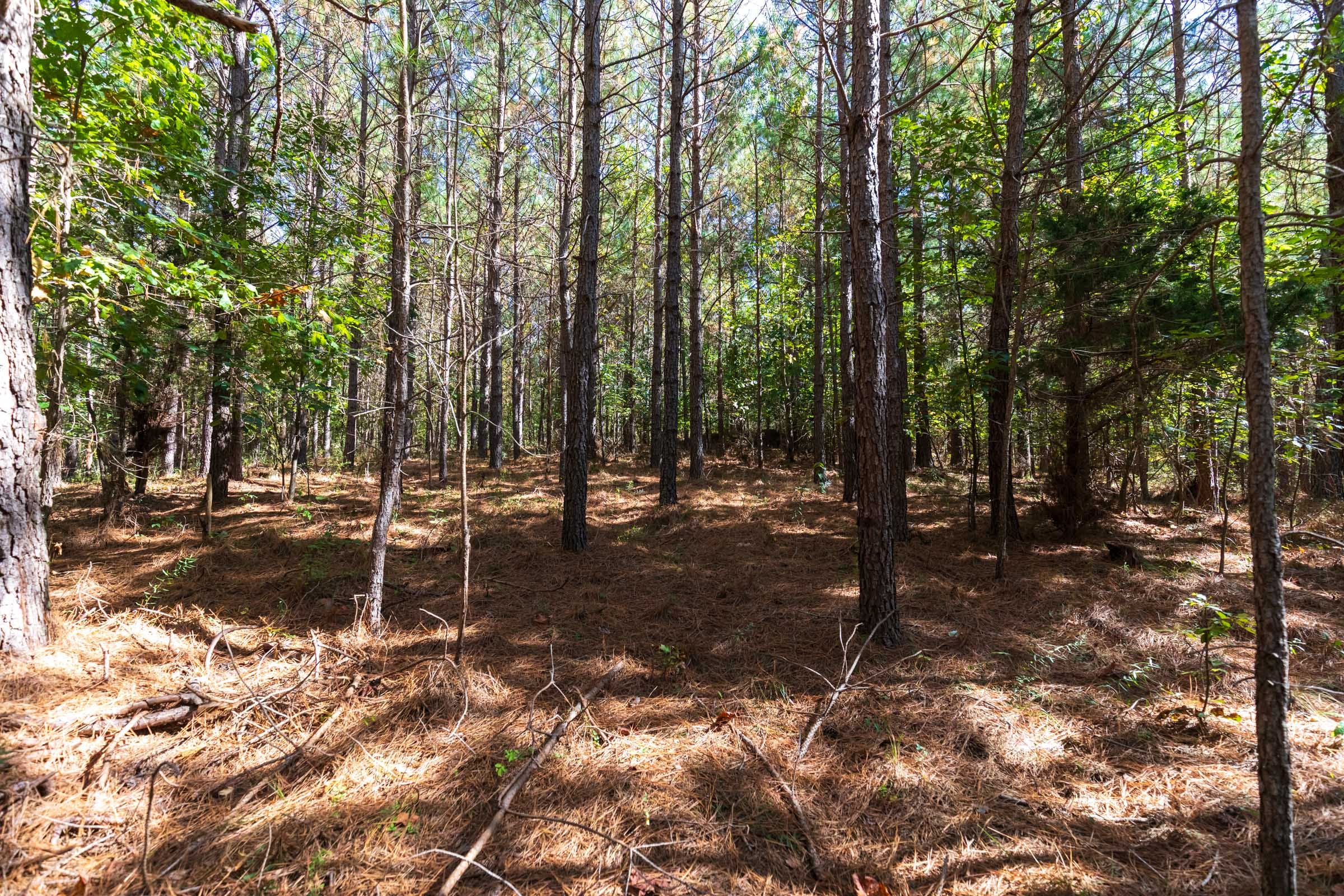 Bear Brook Tract 16 photo 2