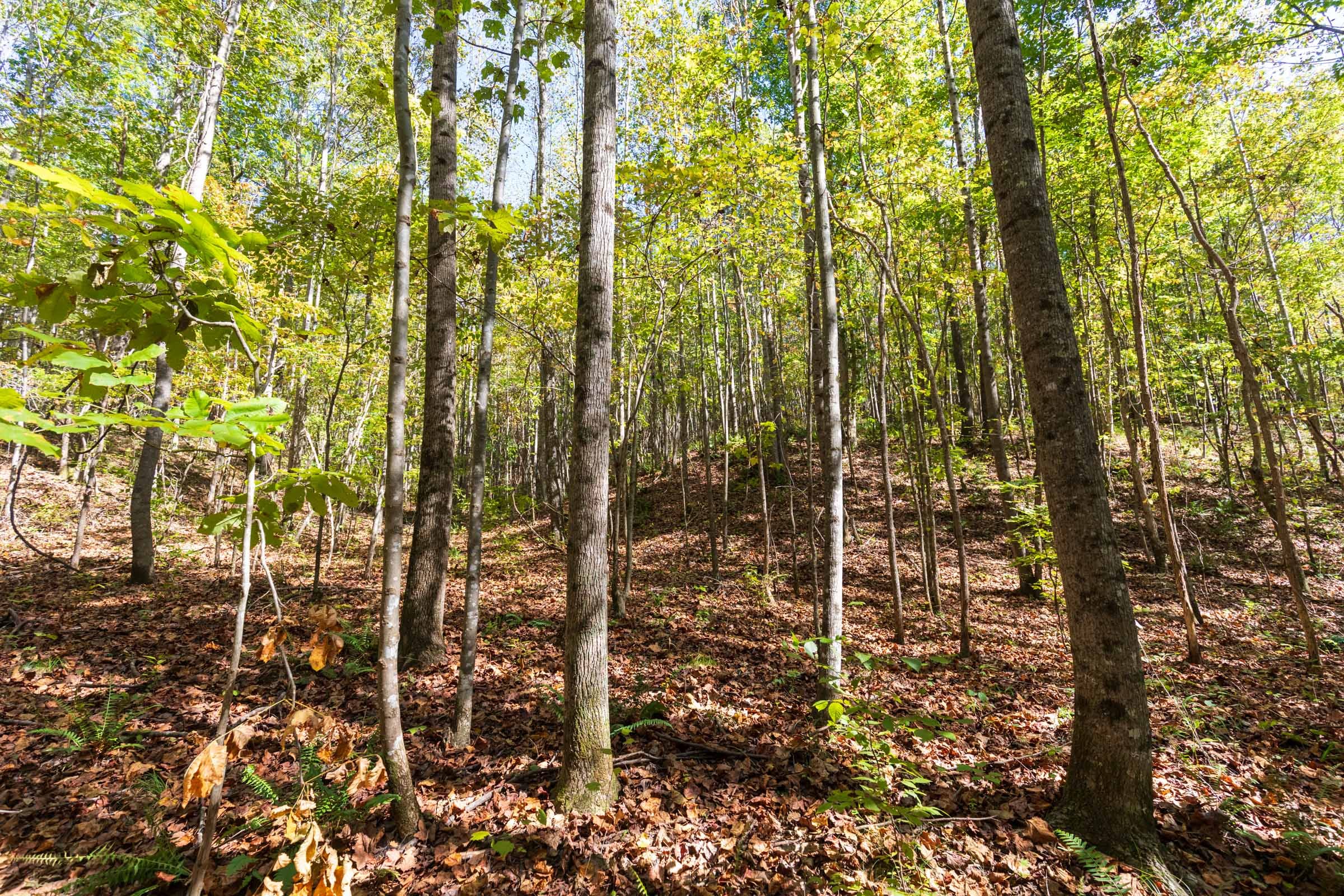 Bear Brook Tract 16 photo 3