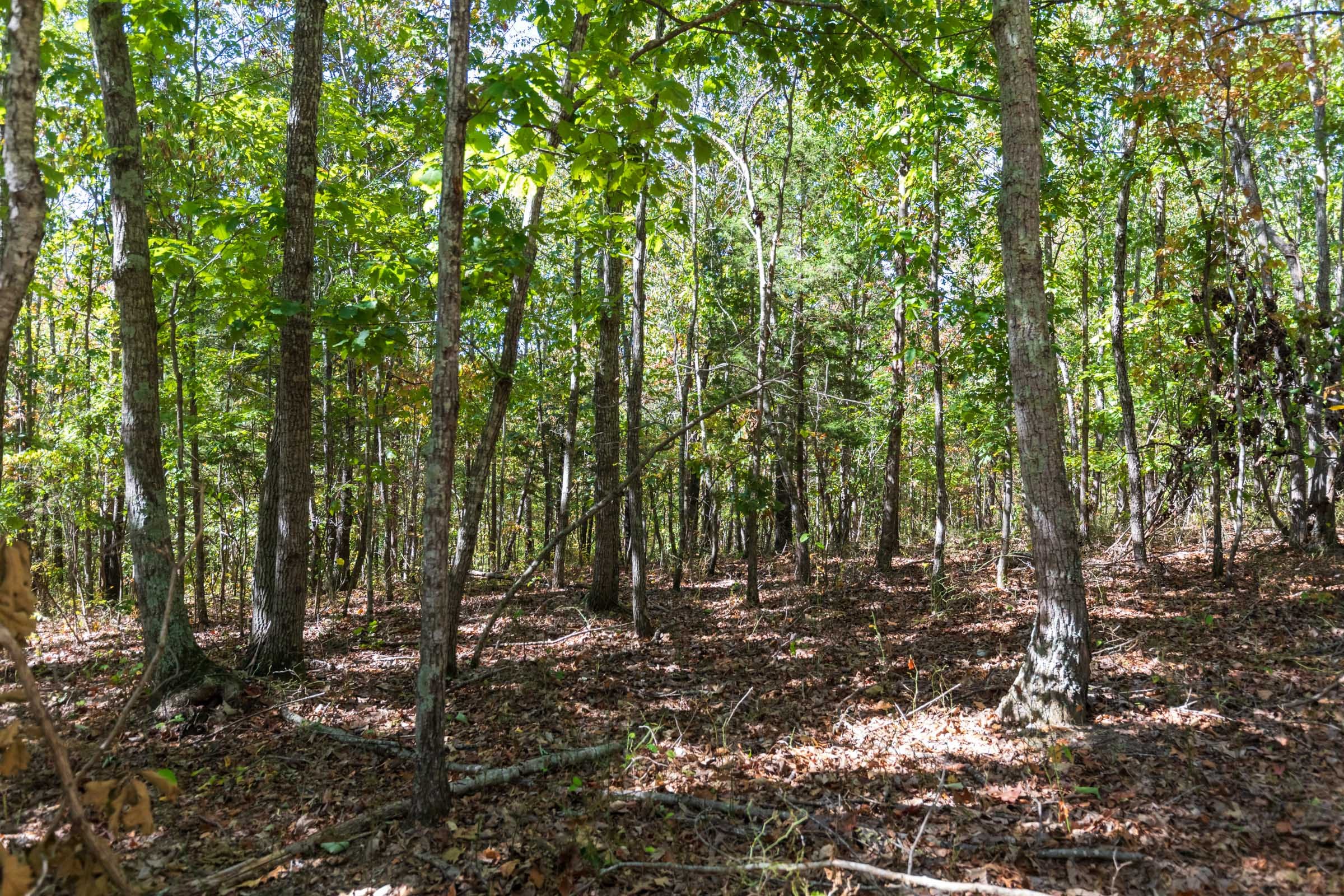 Bear Brook Tract 16 photo 5