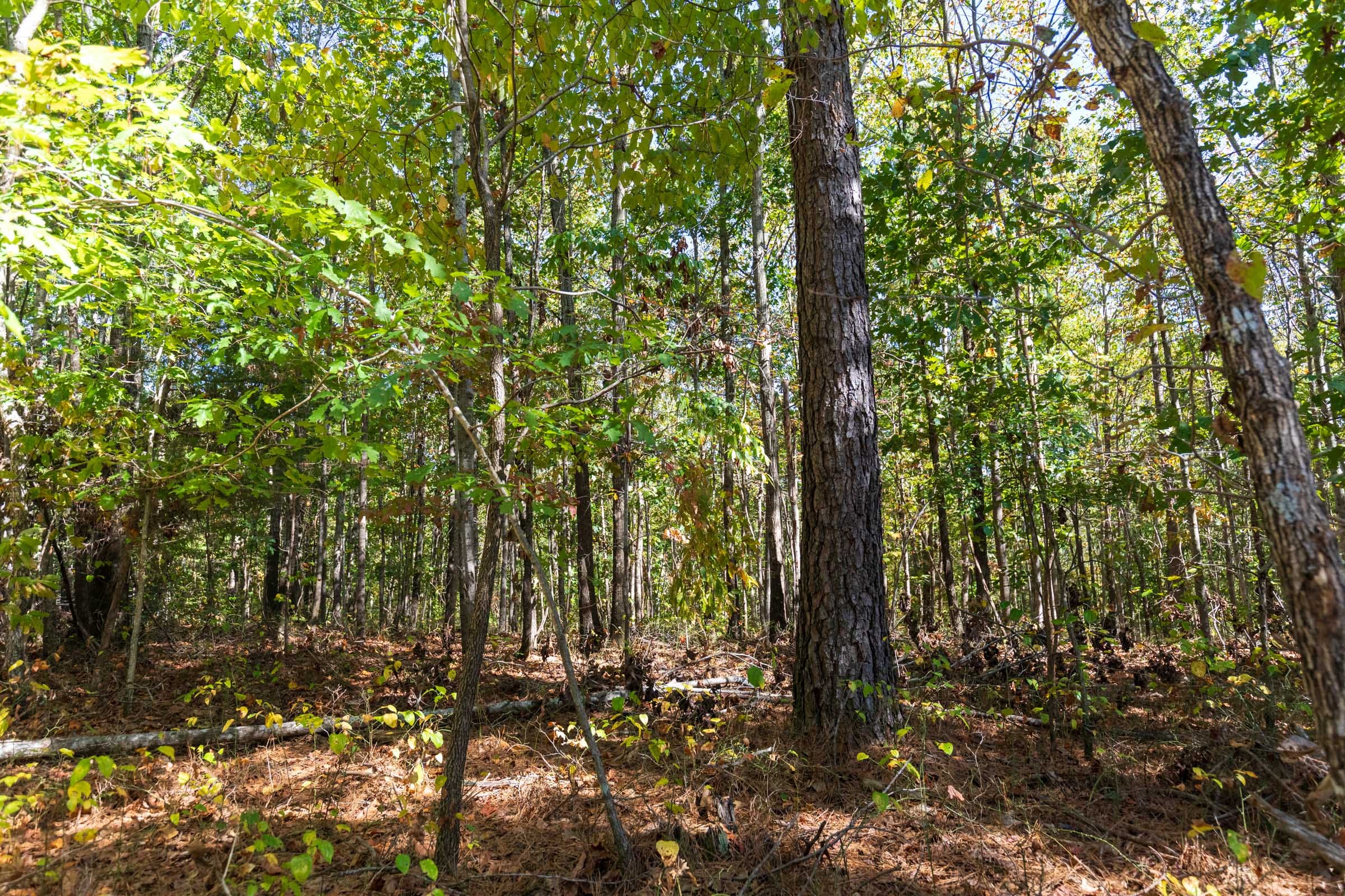 Bear Brook Tract 16 photo 7