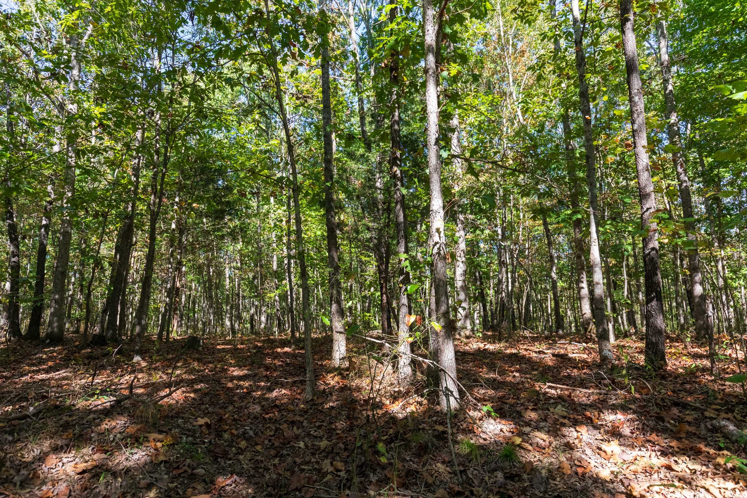 Bear Brook Tract 16 photo 8