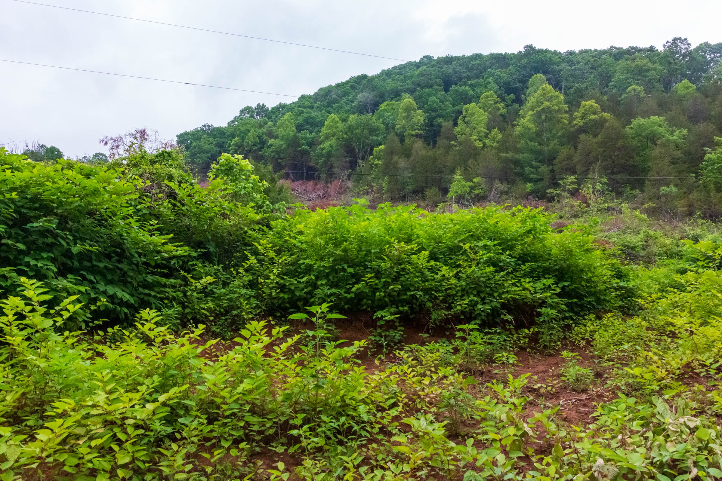 Bluffview Tract 14 photo 6