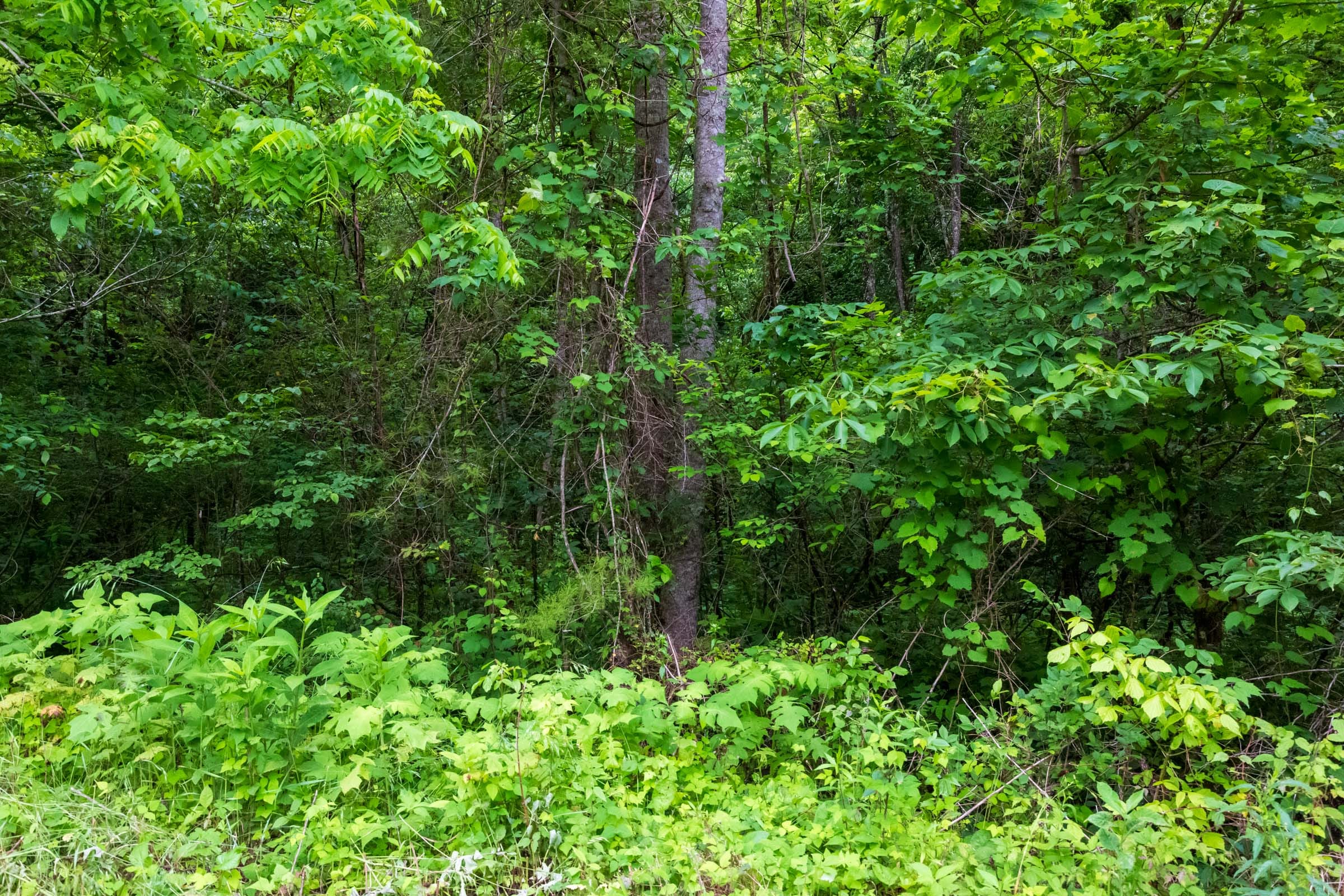 Bluffview Tract 14 photo 9