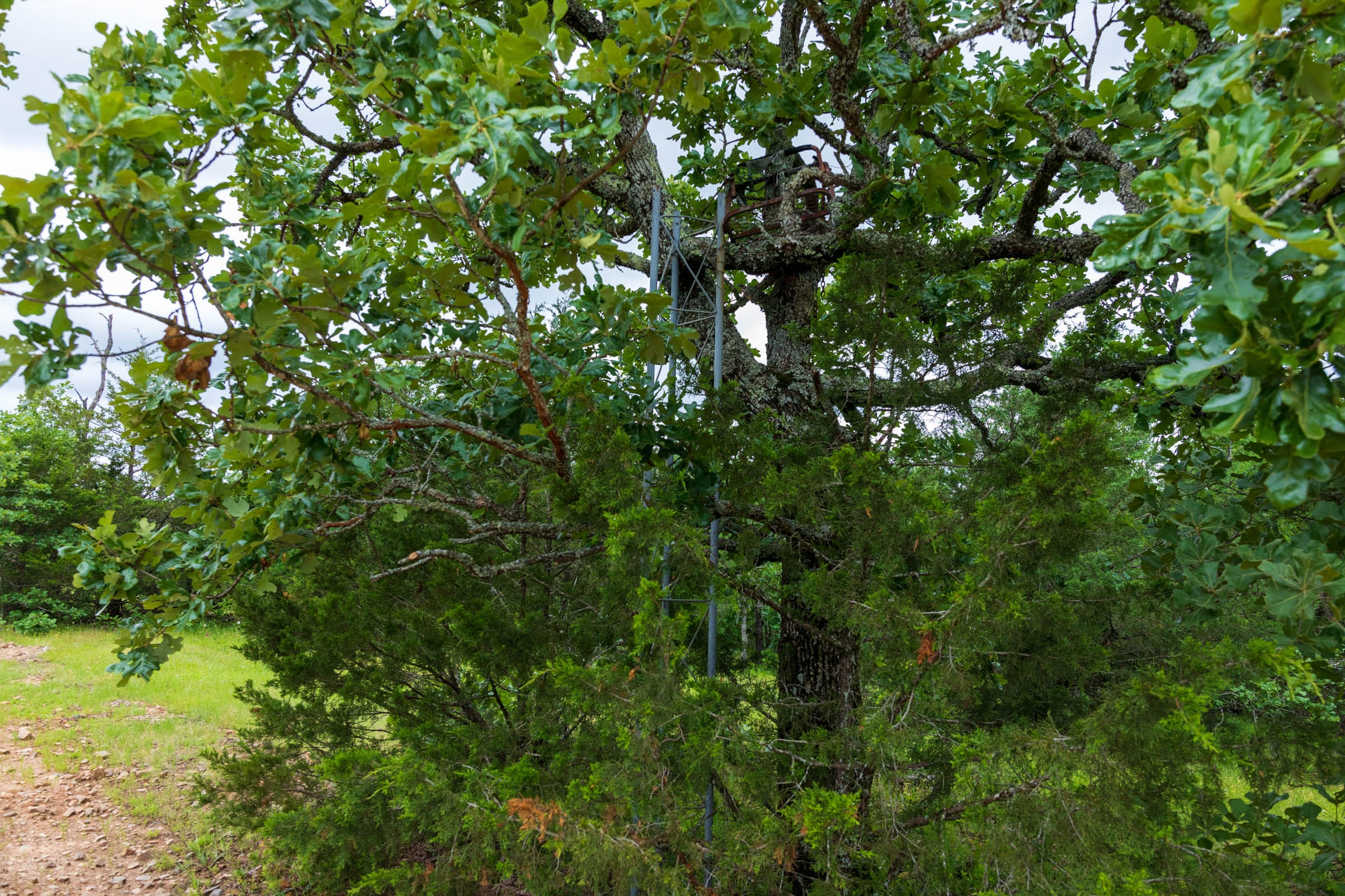Falcon Crest Tract 32 photo 9