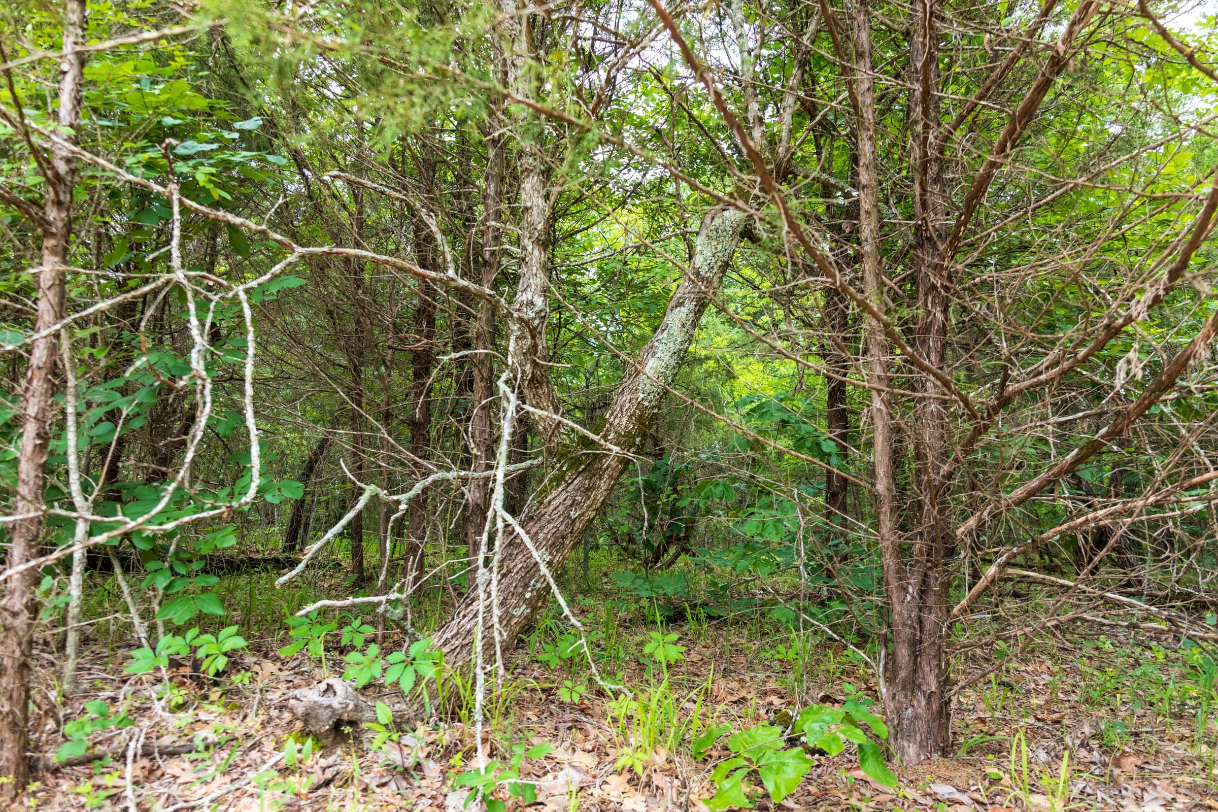 Falcon Crest Tract 32 photo 22