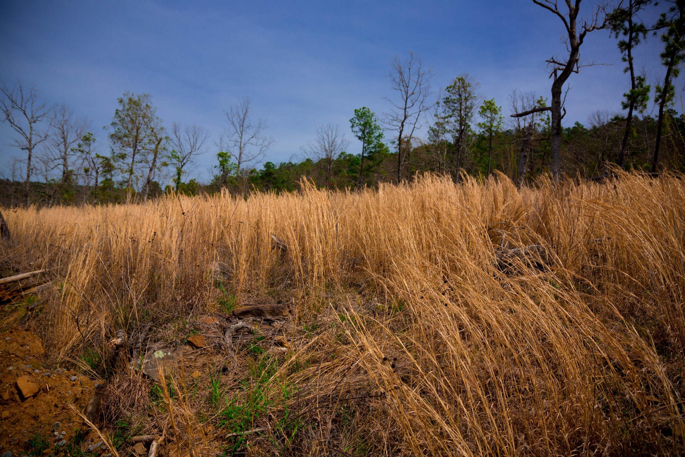 Stone Creek Phase II Tract 203 photo 5