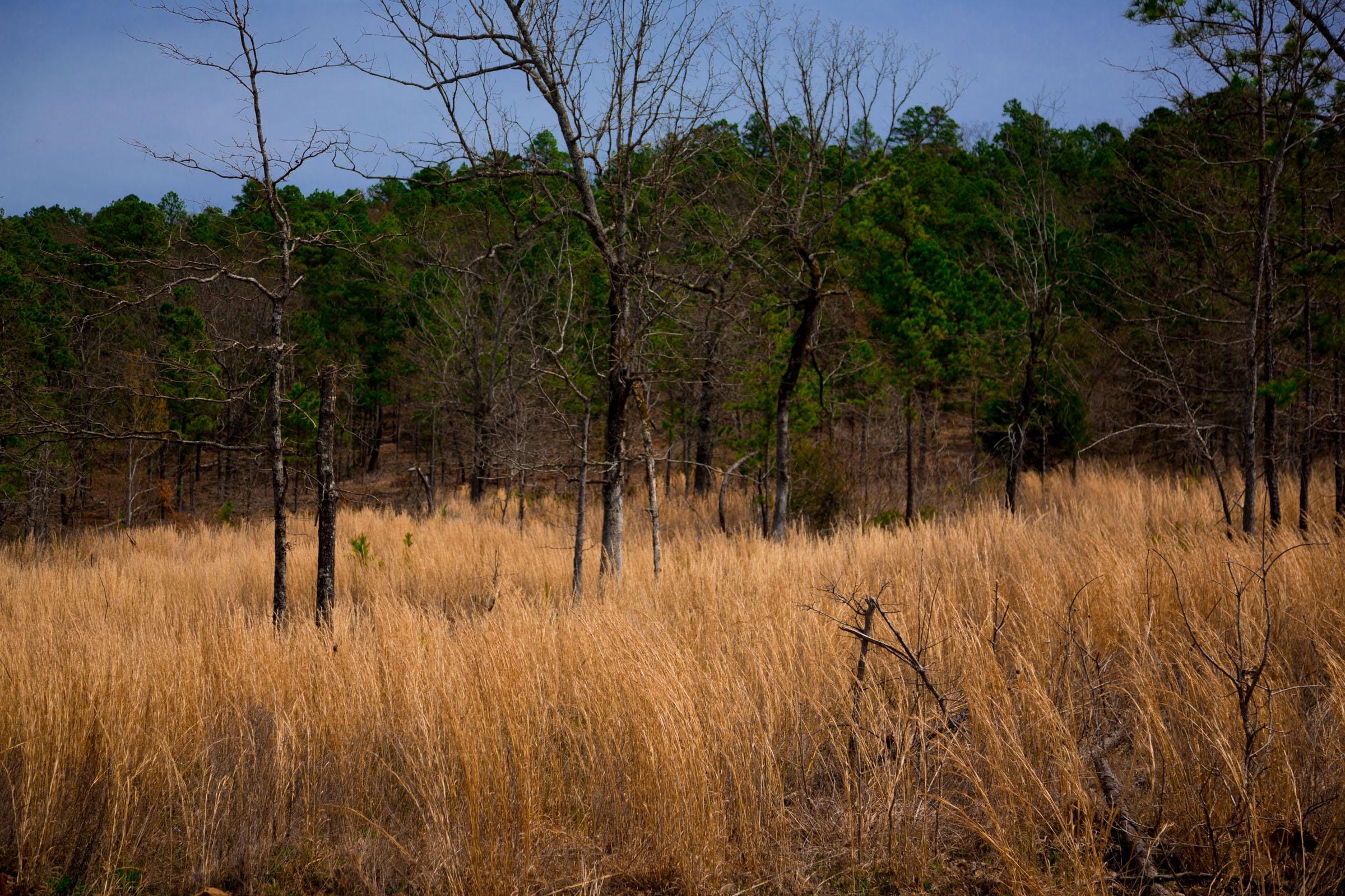 Stone Creek Phase II Tract 203 photo 8