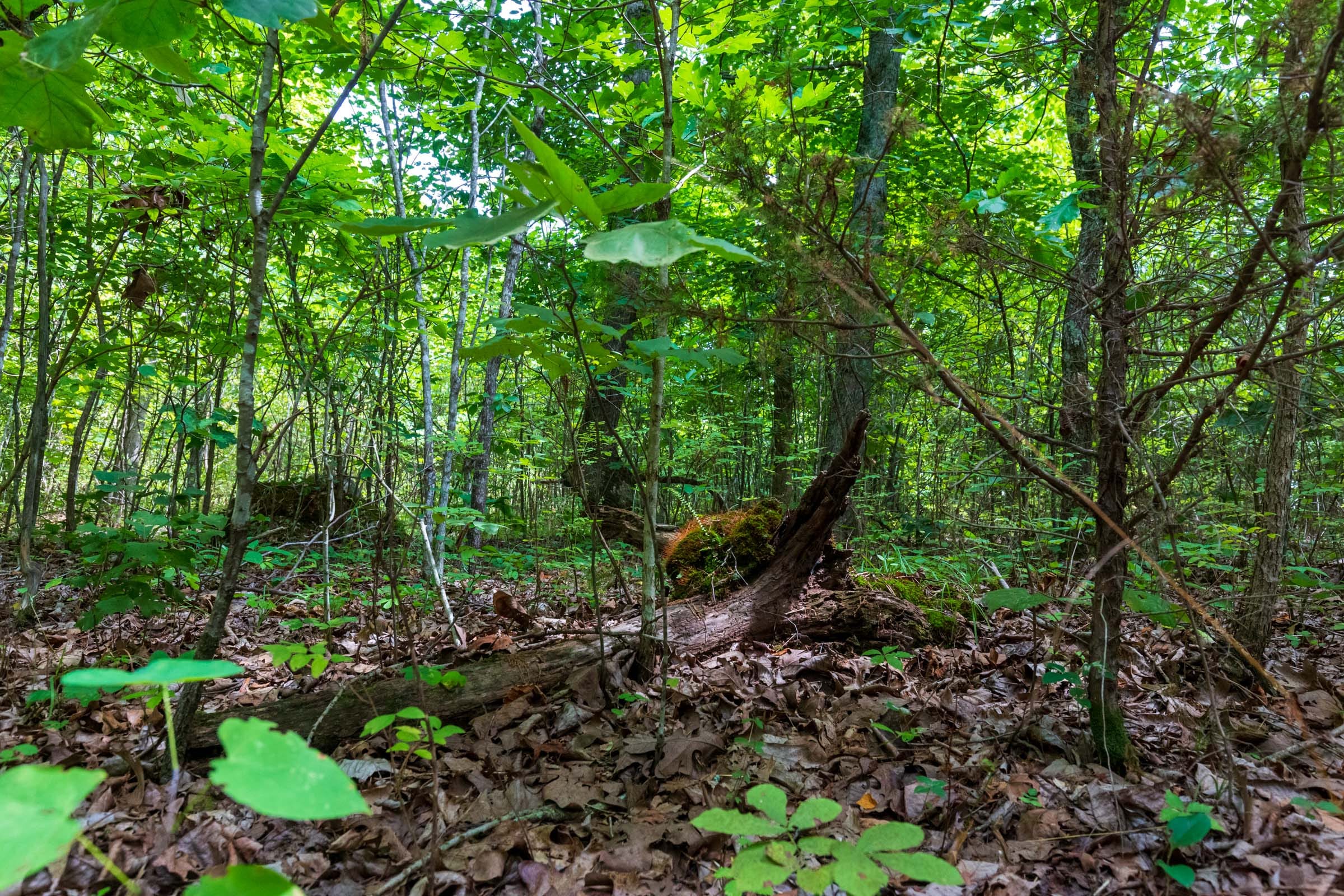 Cypress Ridge Tract 14 photo 2