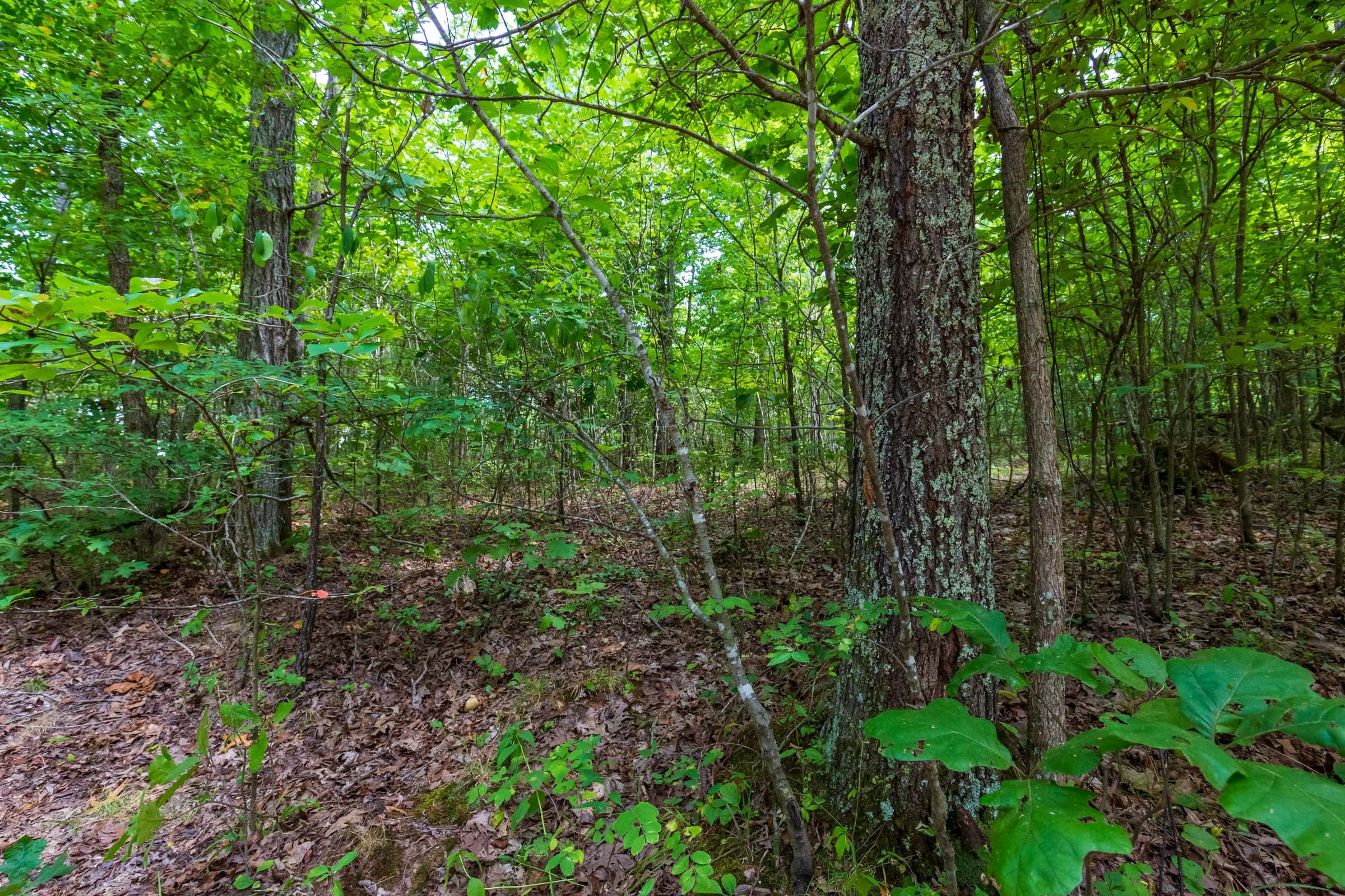 Cypress Ridge Tract 14 photo 4