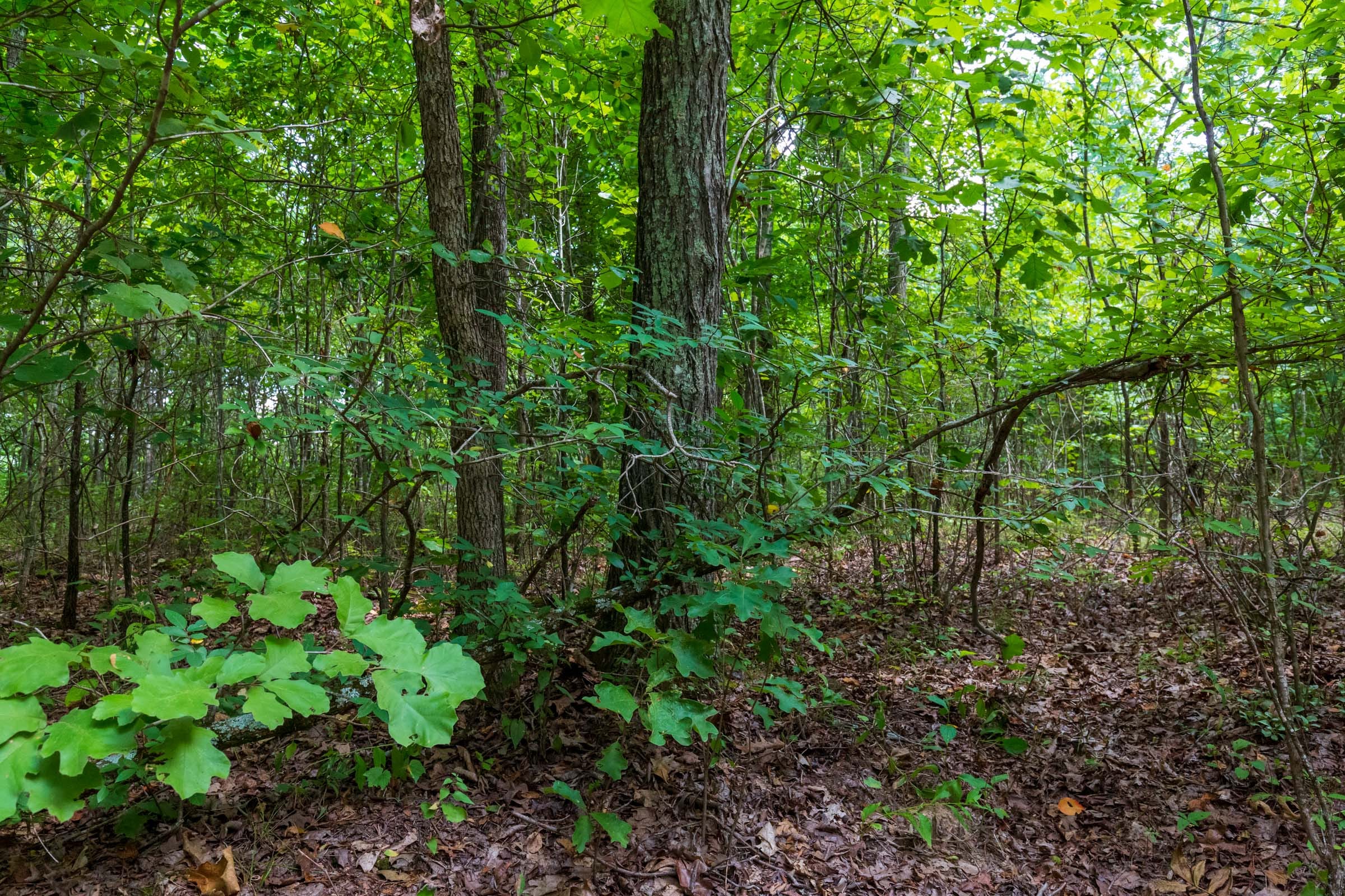 Cypress Ridge Tract 14 photo 7