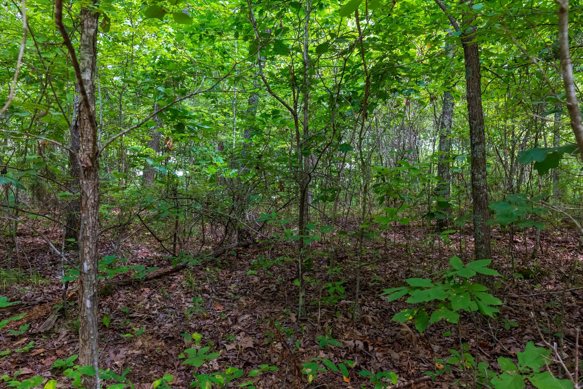 Cypress Ridge Tract 14 photo 8