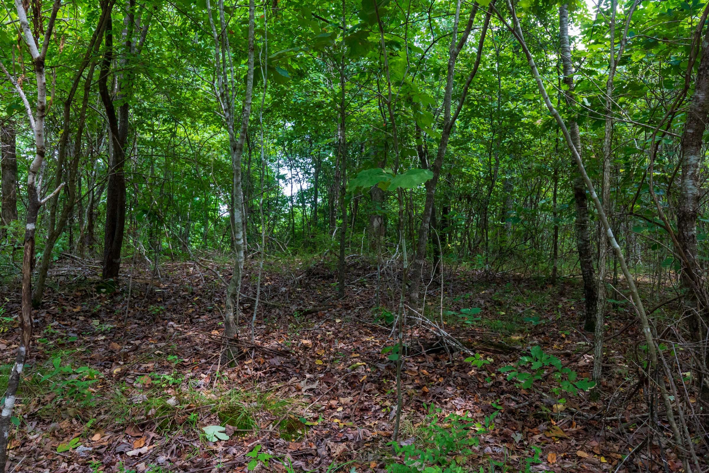 Cypress Ridge Tract 14 photo 3
